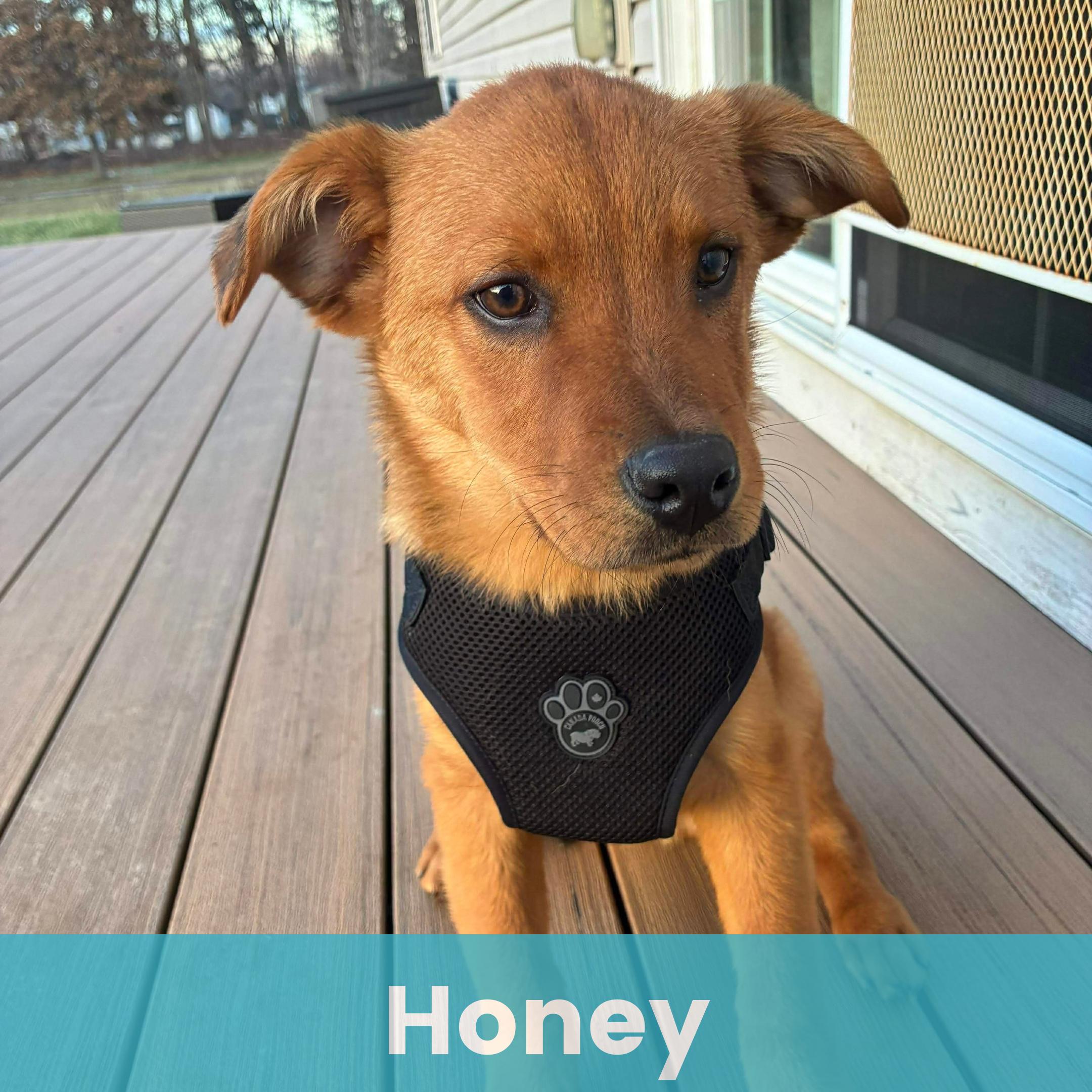 Enlarge Honey, a ADOPTABLE Mixed Breed in Rochester , NY image 1/5