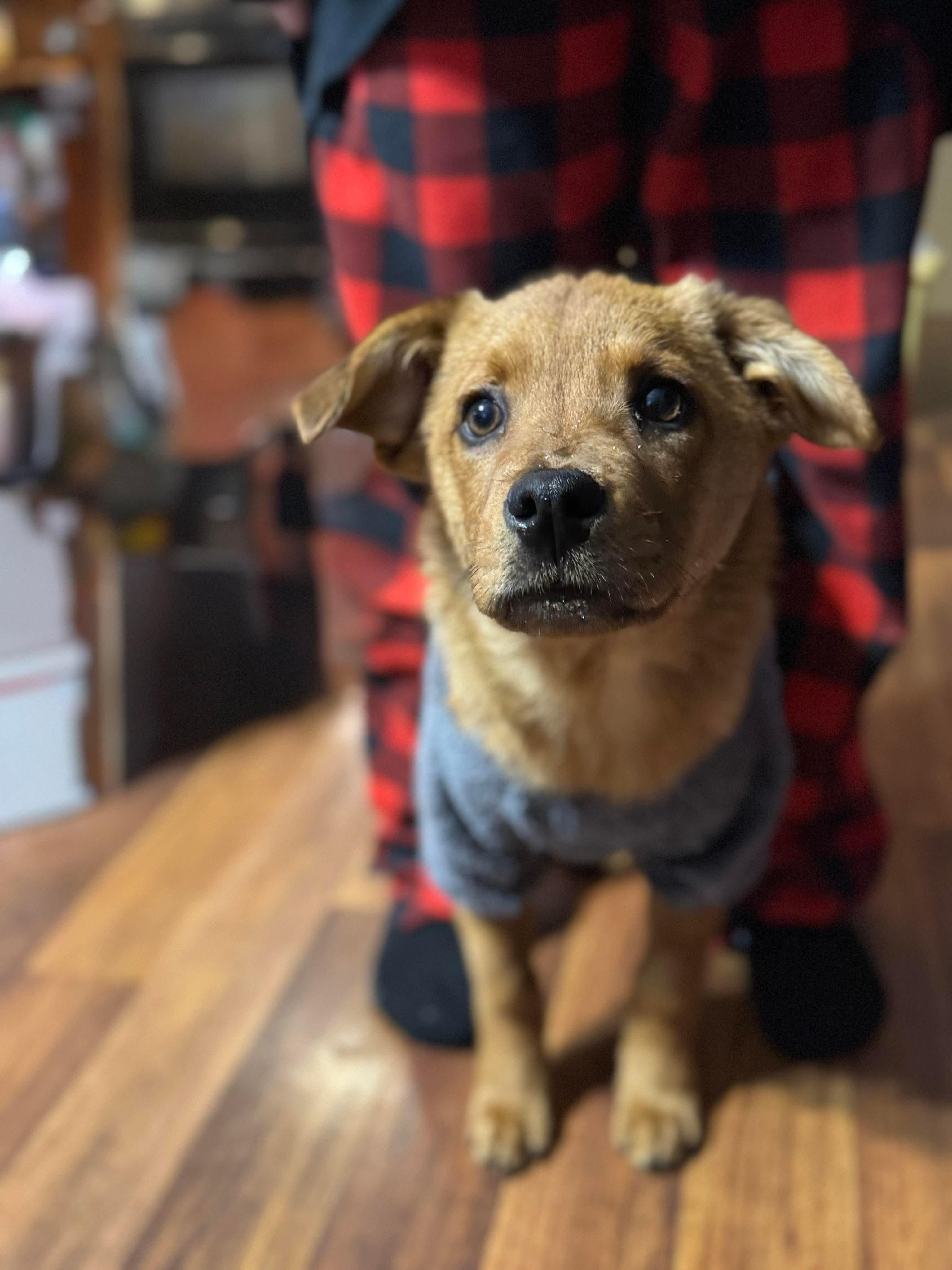 Enlarge Honey, a ADOPTABLE Mixed Breed in Rochester , NY image 3/5