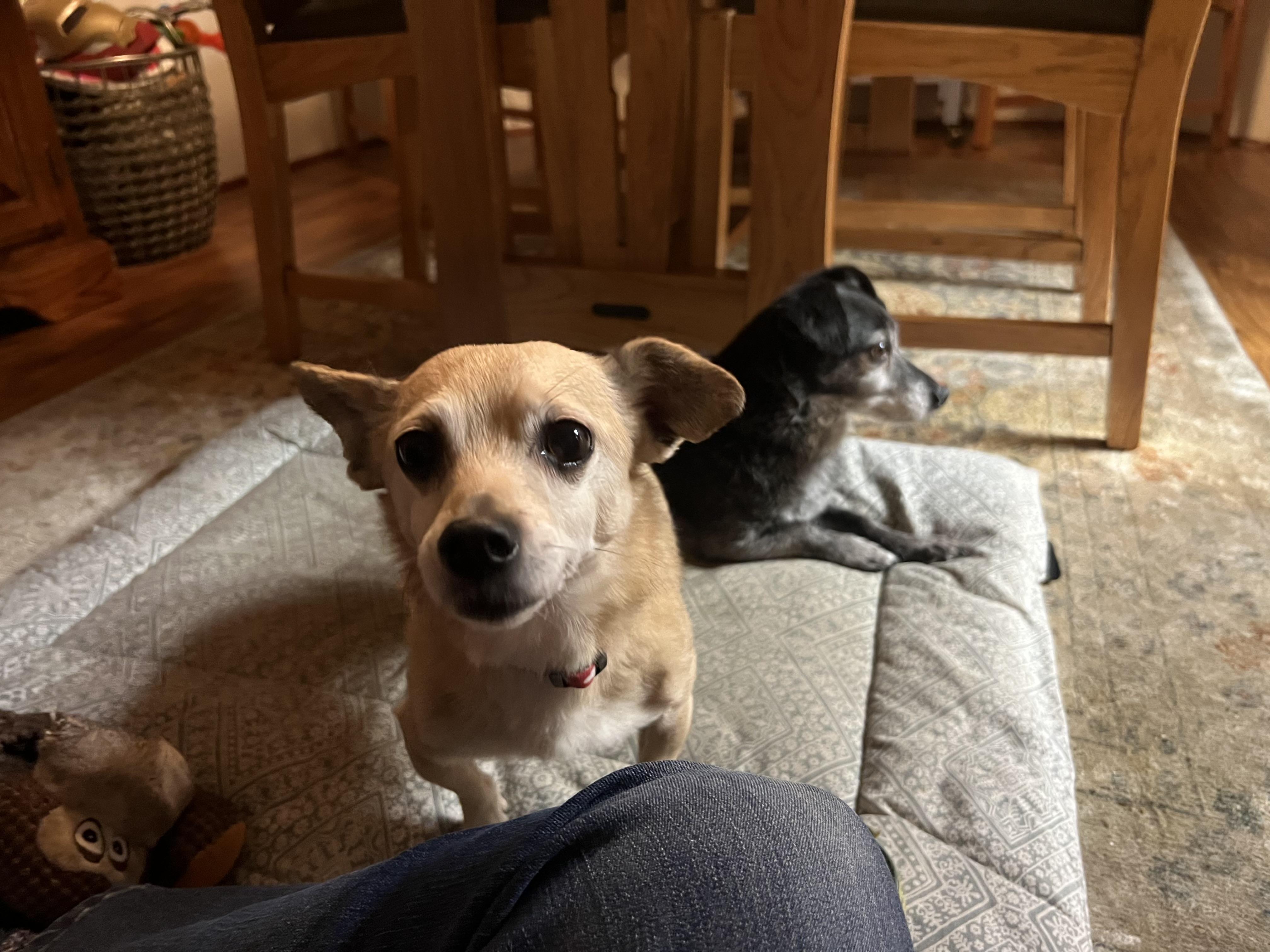 Pua & Leilani , Adoptable, Adult Female Chihuahua.