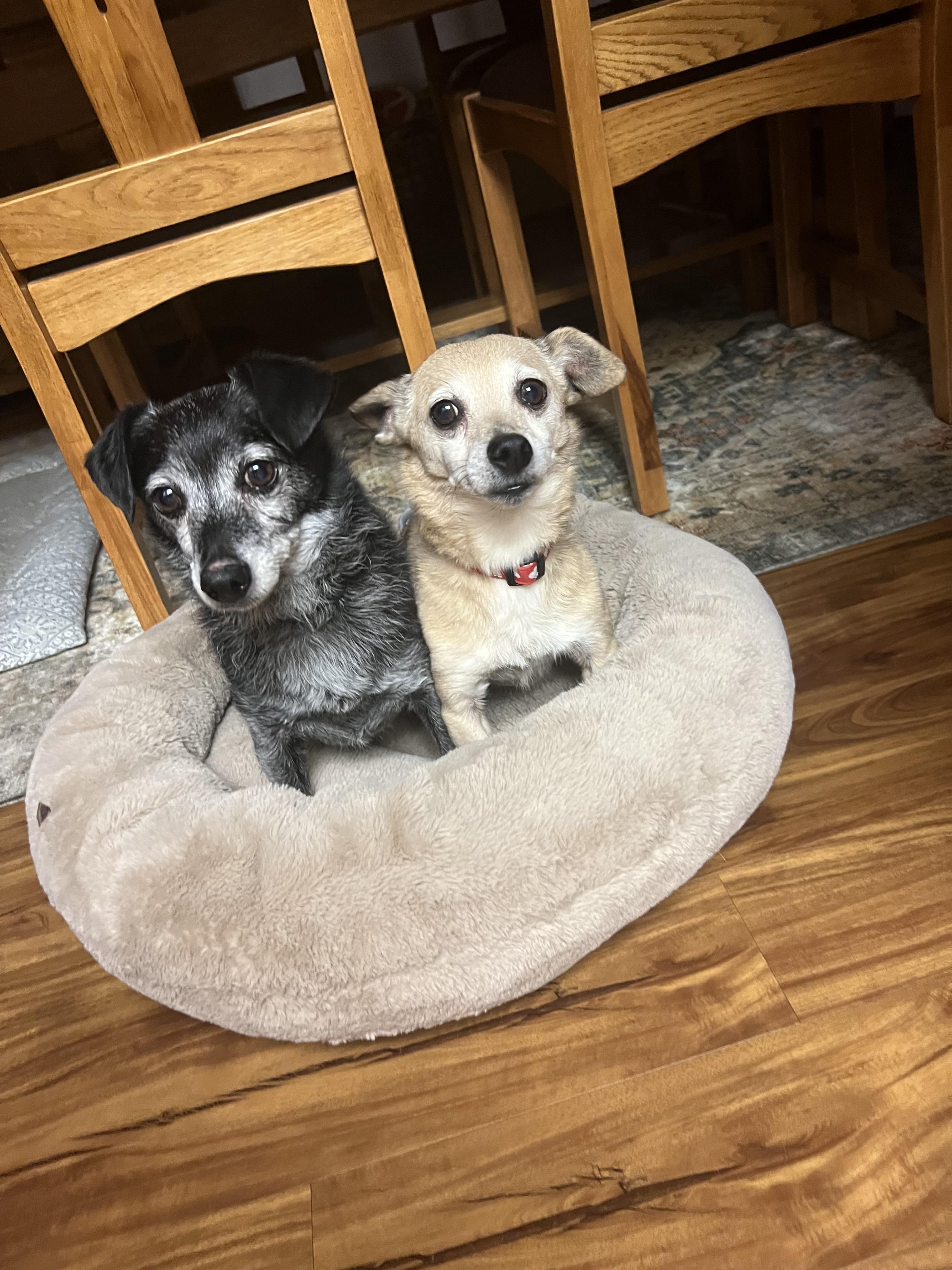 Pua & Leilani , a Adoptable Chihuahua in Eugene, OR image 2/4