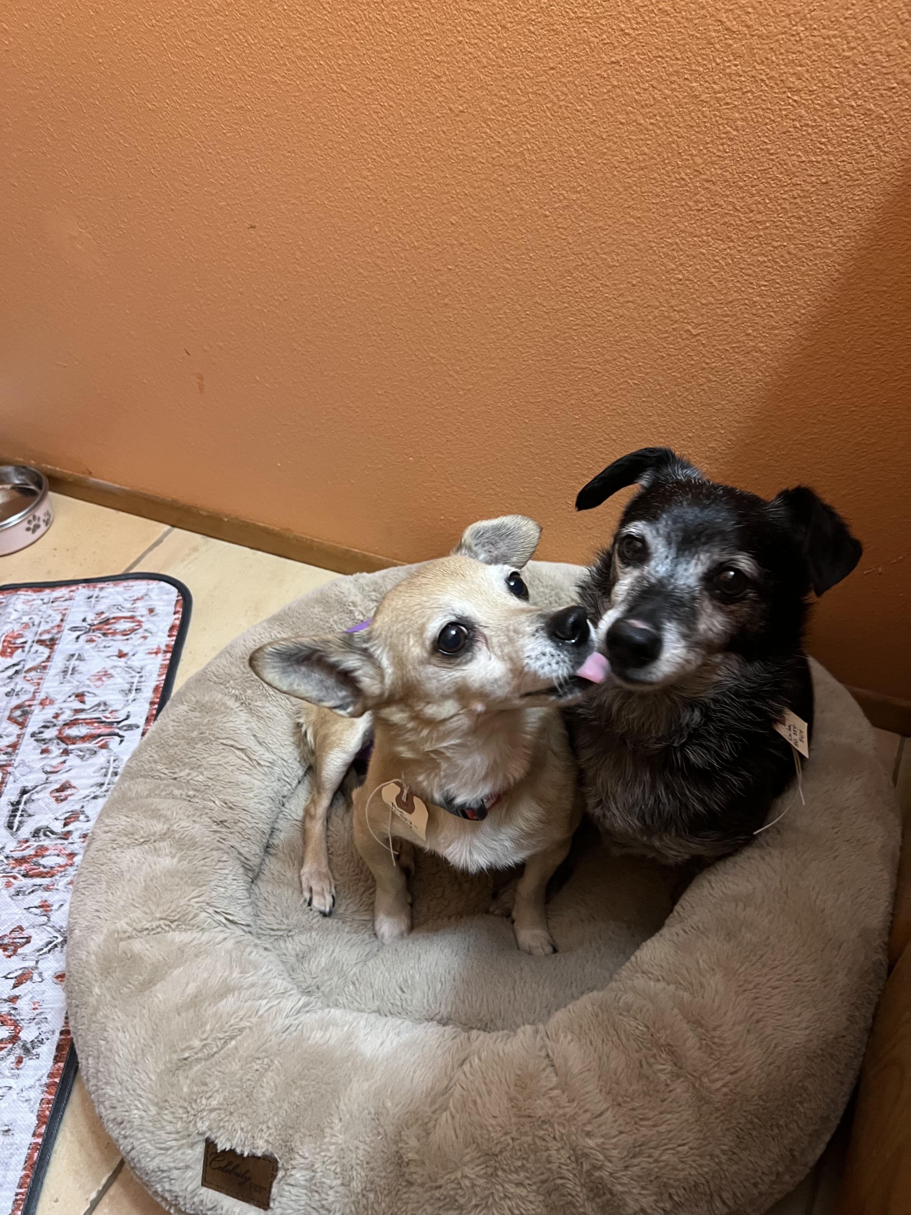Pua & Leilani , a Adoptable Chihuahua in Eugene, OR image 3/4