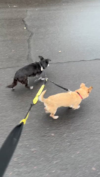 Enlarge Pua & Leilani , a Adoptable Chihuahua in Eugene, OR video 4/4