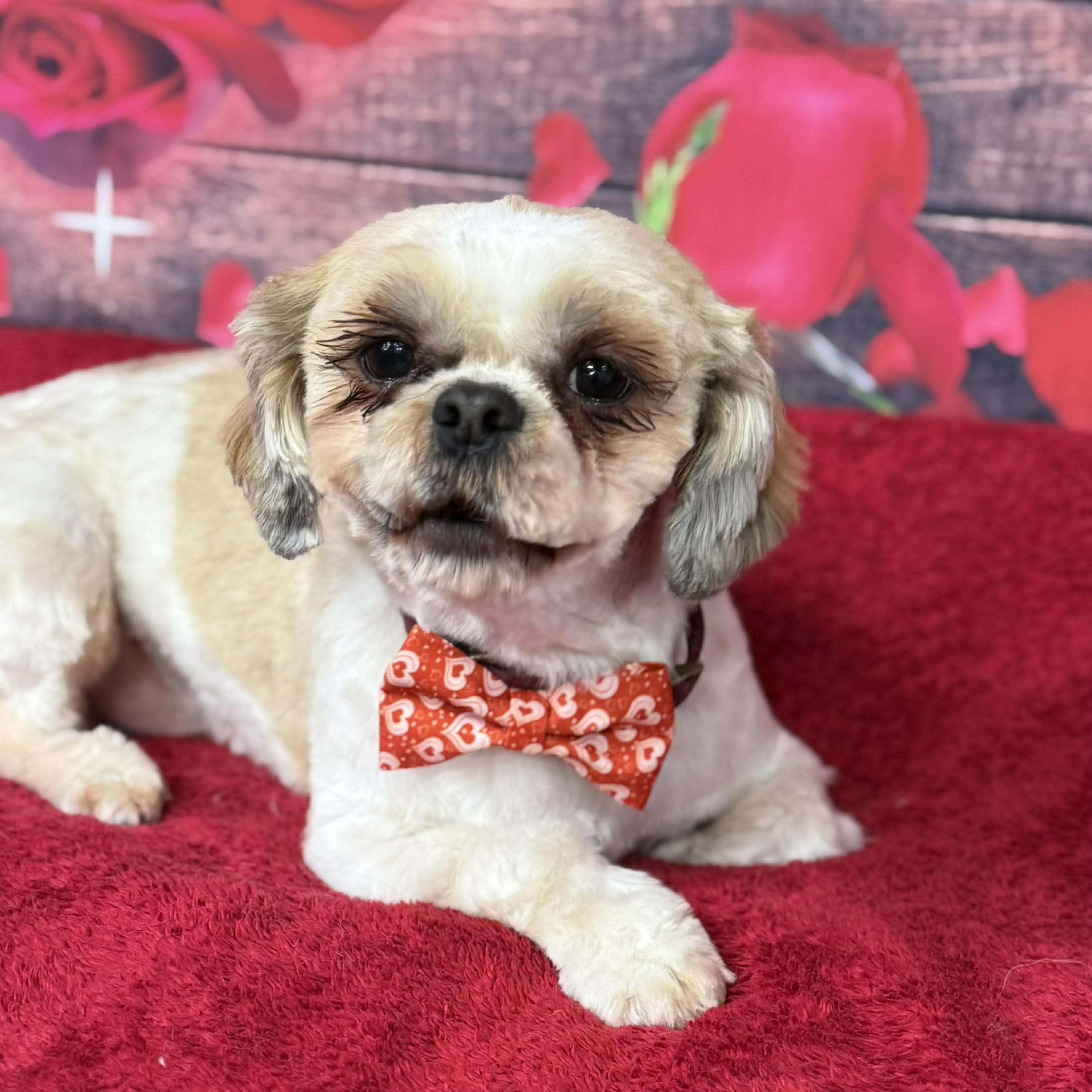 Romeo , ADOPTABLE, Adult Male Shih Tzu.