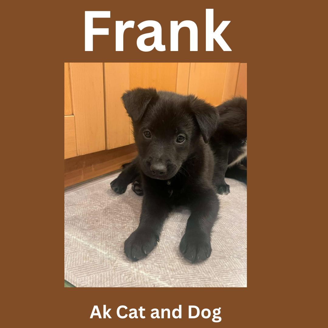 Frank (Atlanta pup 4), Adopted, Young Male Labrador Retriever.