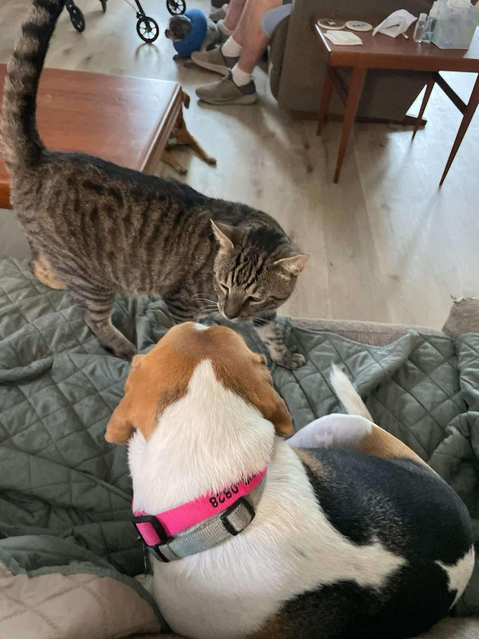 Squirrel thumbnail 3