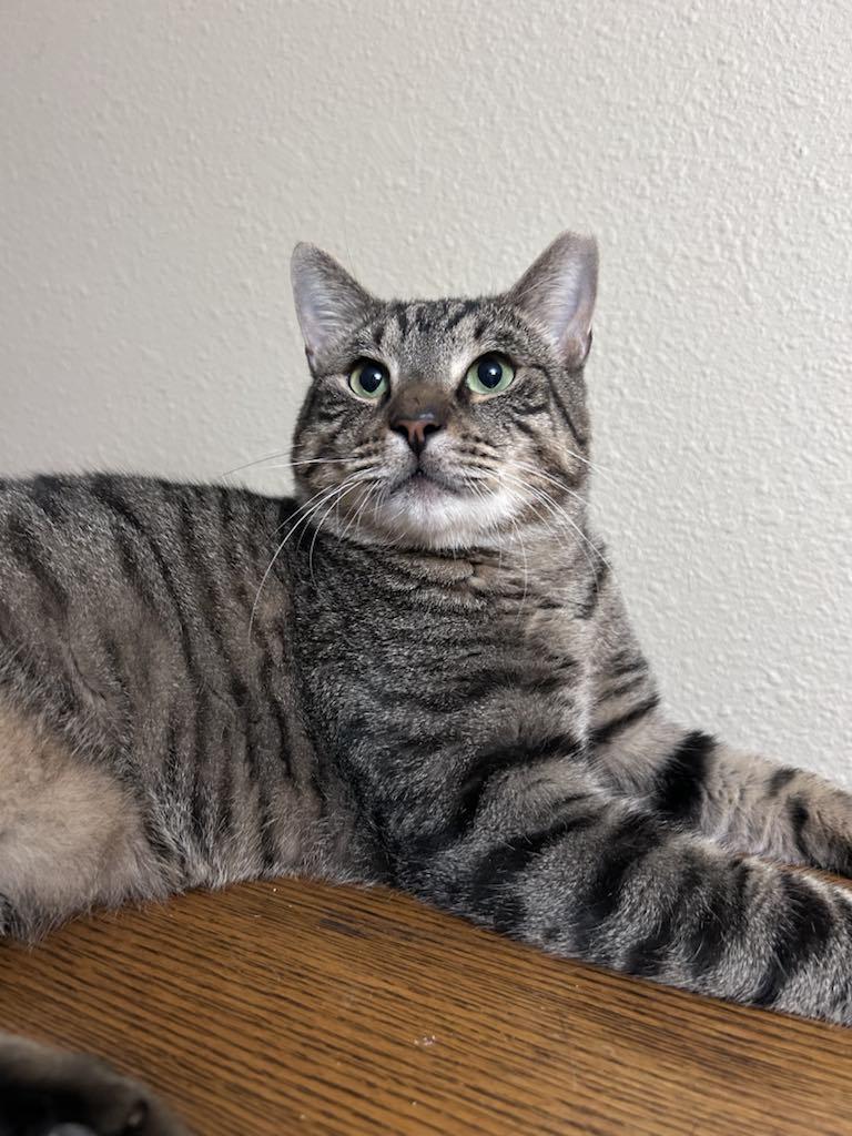 Squirrel thumbnail 5