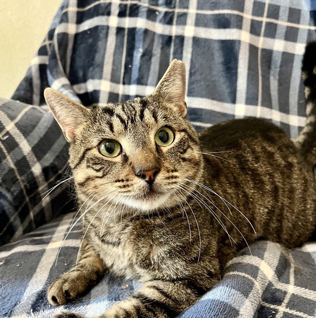 Squirrel thumbnail 4