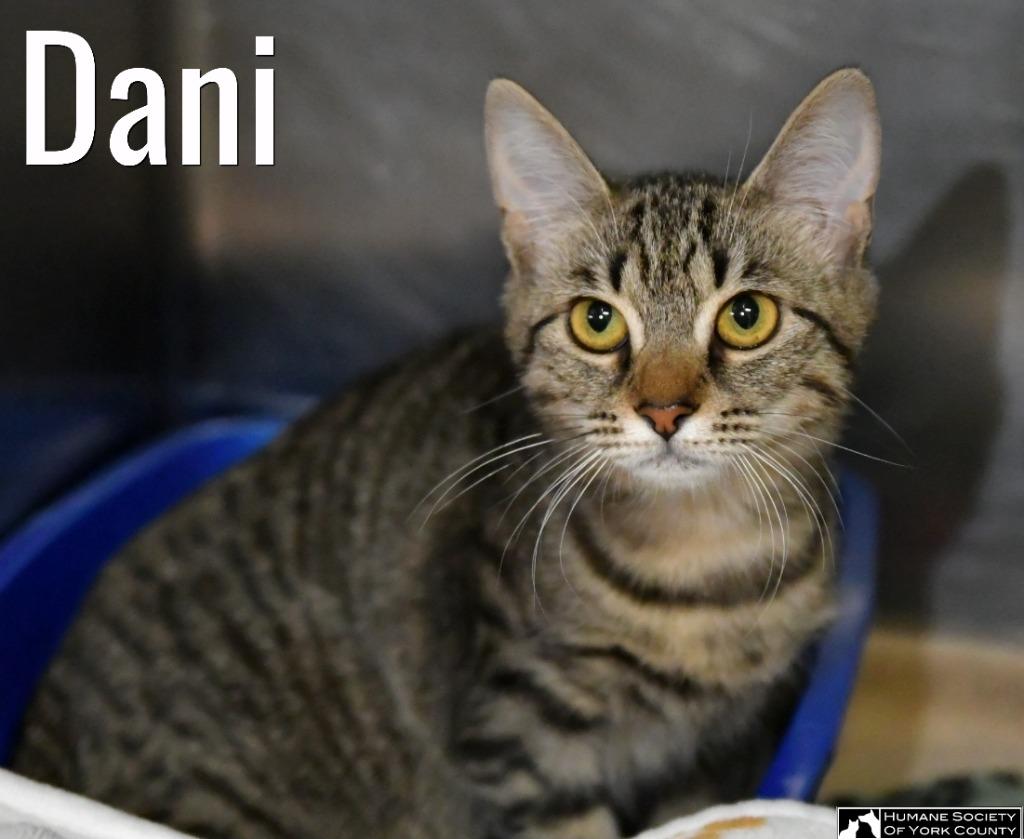 Dani, a Adoptable mixed breed in Fort Mill, SC image 1/6