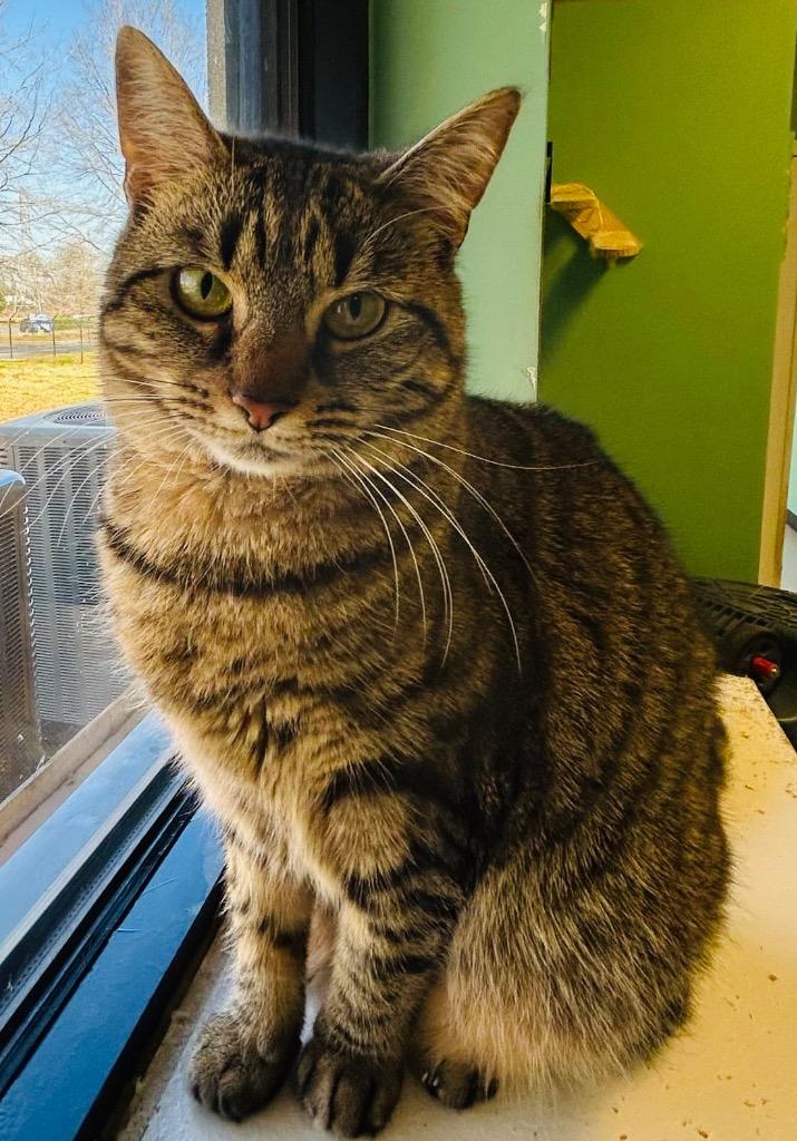 Dani, Adoptable, Adult Female Domestic Short Hair.