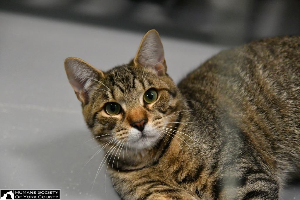 Dani, a Adoptable mixed breed in Fort Mill, SC image 3/6