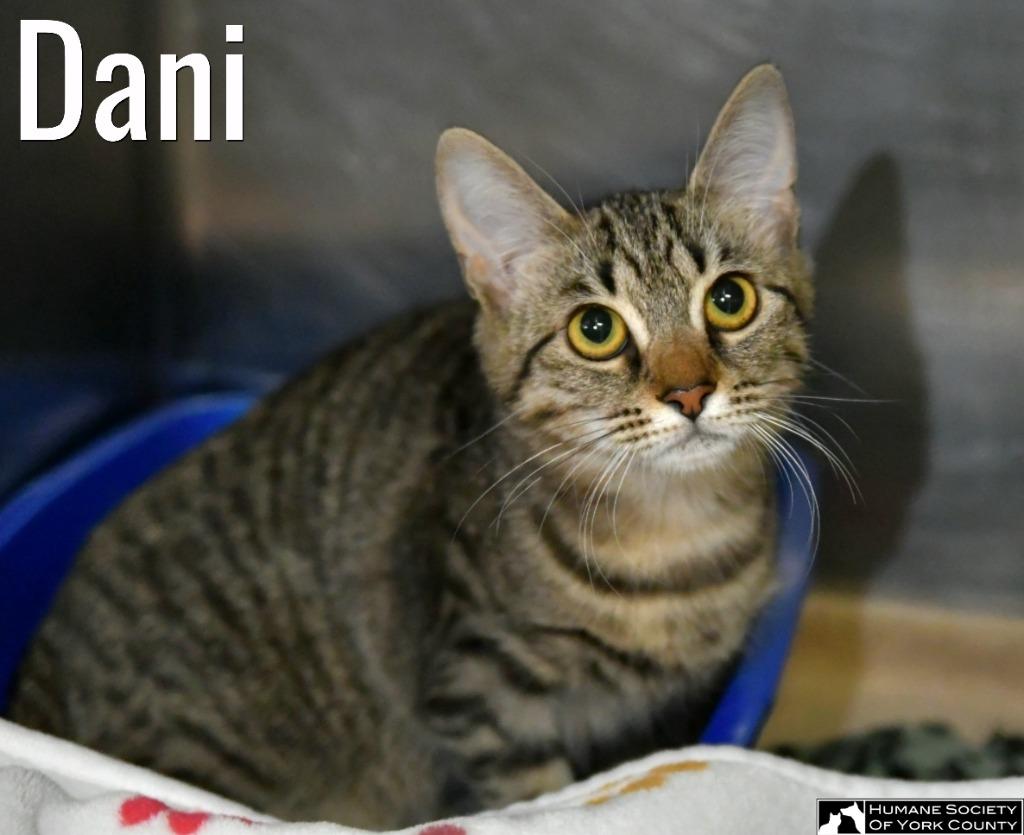 Dani, a Adoptable mixed breed in Fort Mill, SC image 2/6