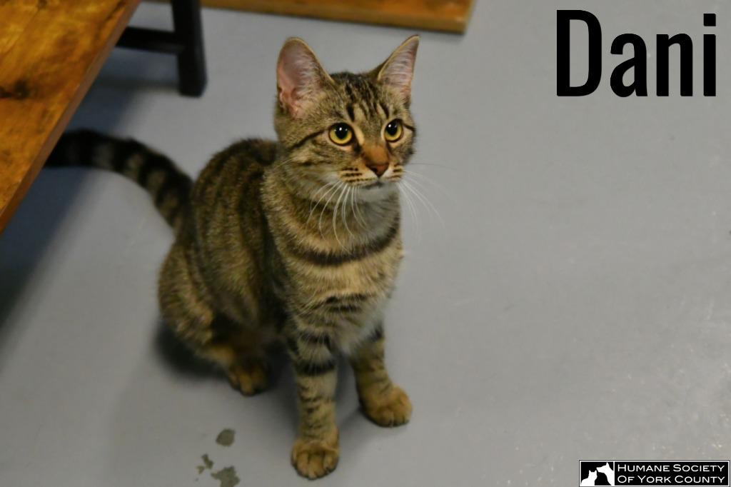 Dani, a Adoptable mixed breed in Fort Mill, SC image 4/6