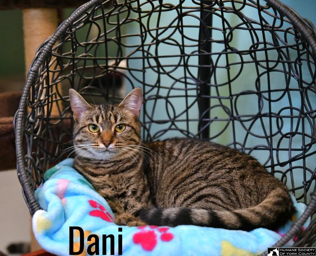 Enlarge Dani, a Adoptable mixed breed in Fort Mill, SC image 6/6
