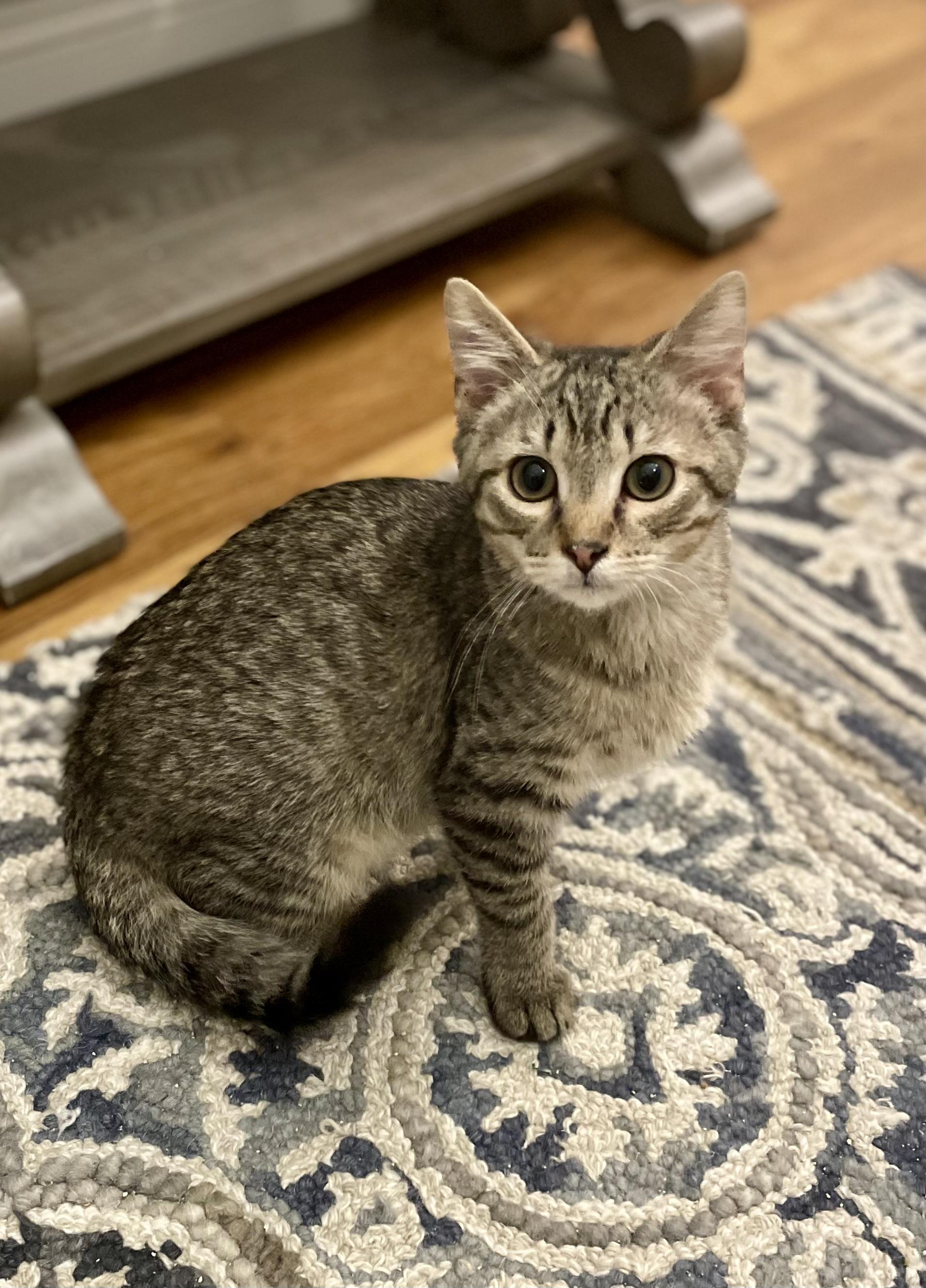 Earl, a ADOPTABLE Domestic Short Hair in Murfreesboro, TN image 2/3