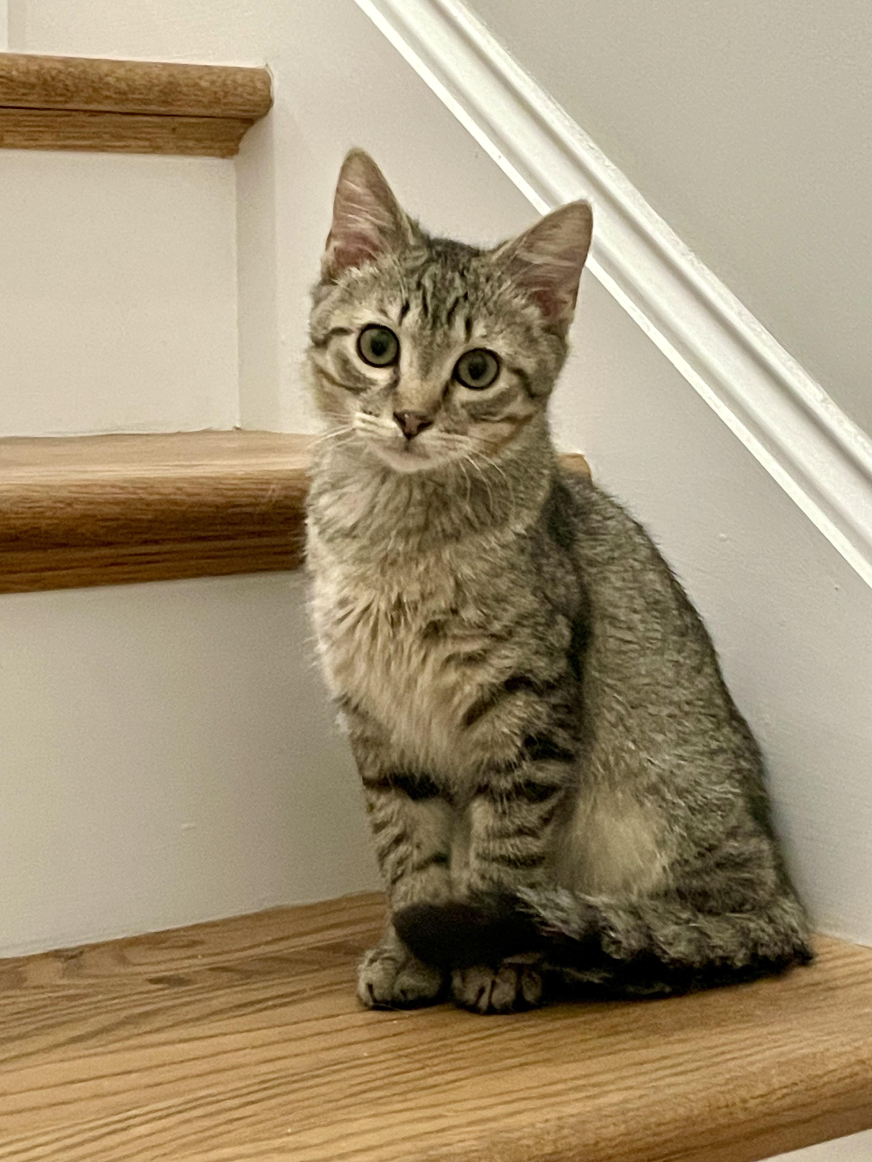 Earl, a ADOPTABLE Domestic Short Hair in Murfreesboro, TN image 1/3