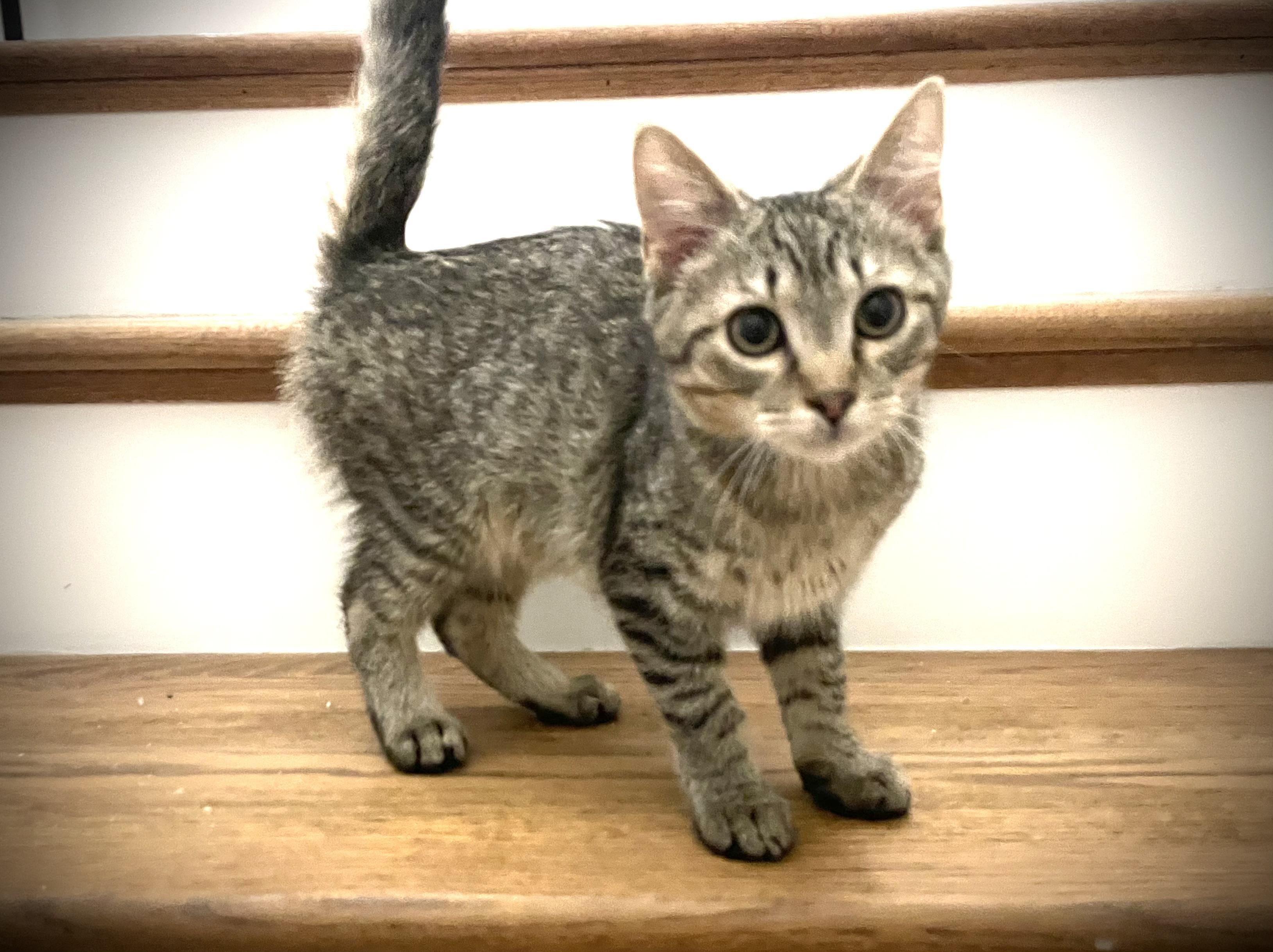 Earl, a ADOPTABLE Domestic Short Hair in Murfreesboro, TN image 3/3