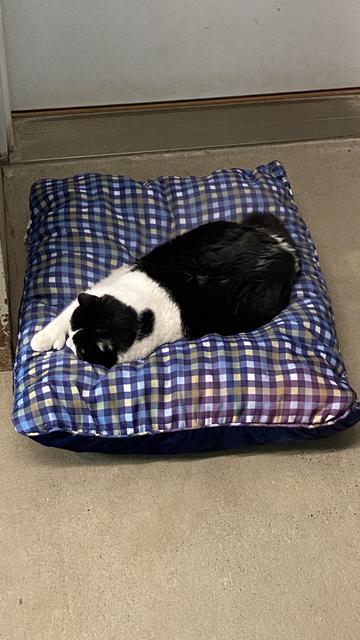 Hemmy, Adopted, Senior Male Domestic Short Hair.