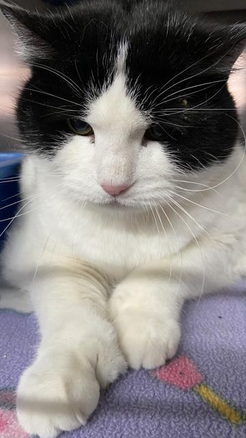 Enlarge Hemmy, a Adopted mixed breed in Virginia, MN image 4/4