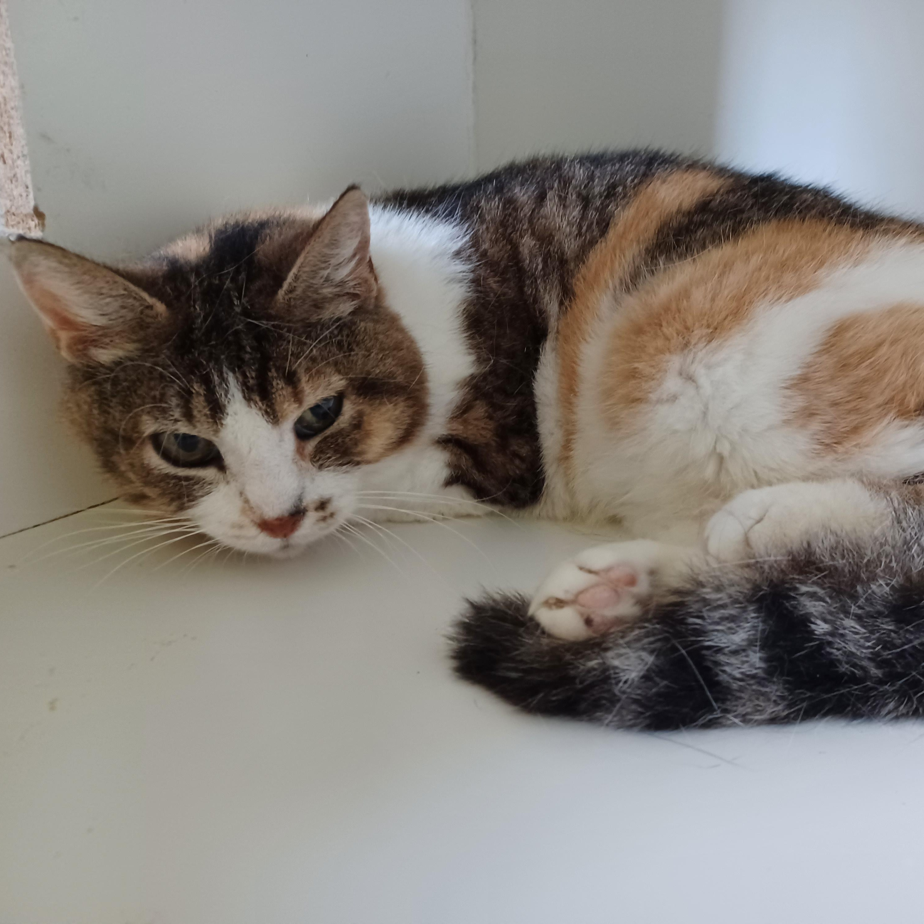 Willow, an adoptable Domestic Medium Hair in Bonners Ferry, ID, 83805 | Photo Image 4