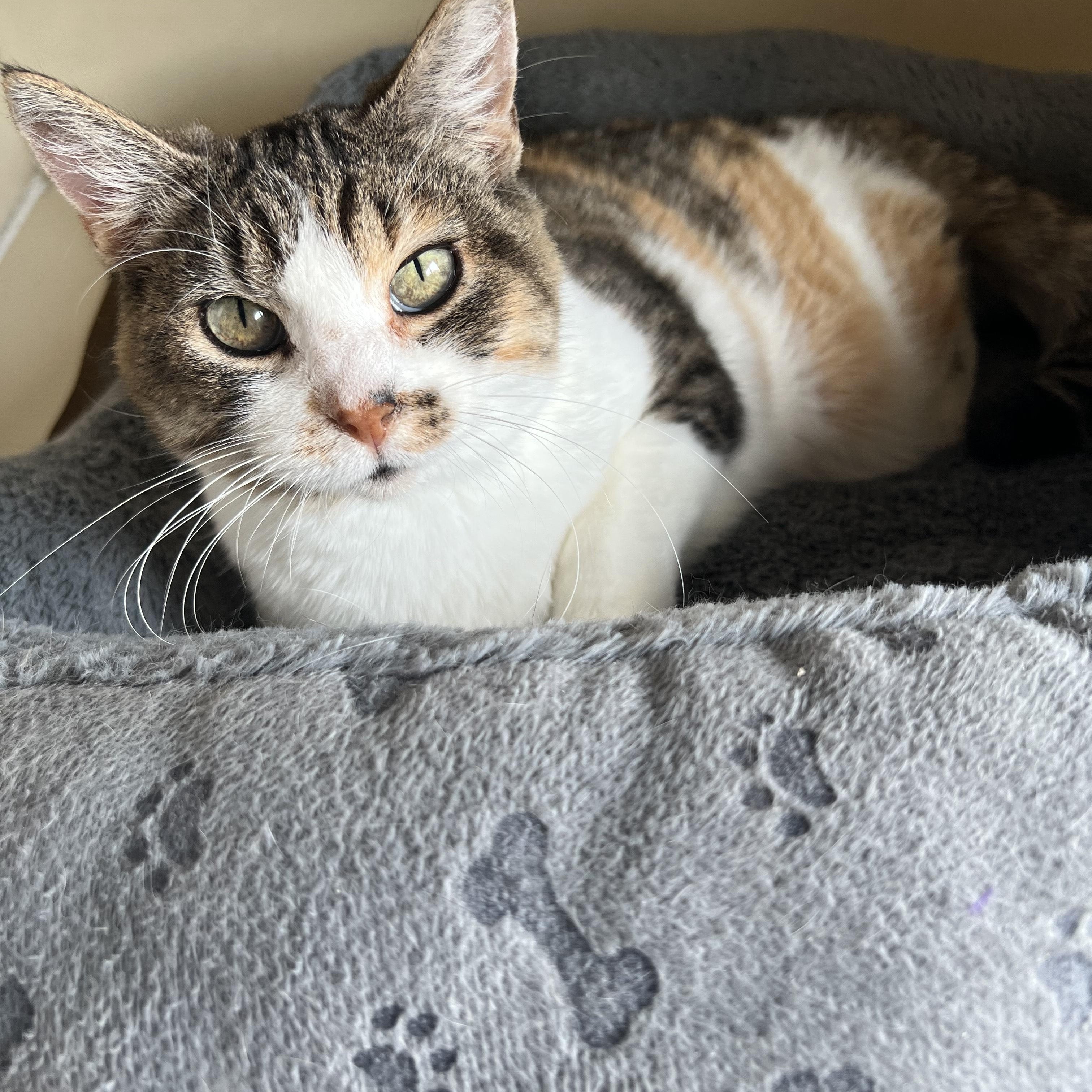 Willow, an adoptable Domestic Medium Hair in Bonners Ferry, ID, 83805 | Photo Image 1