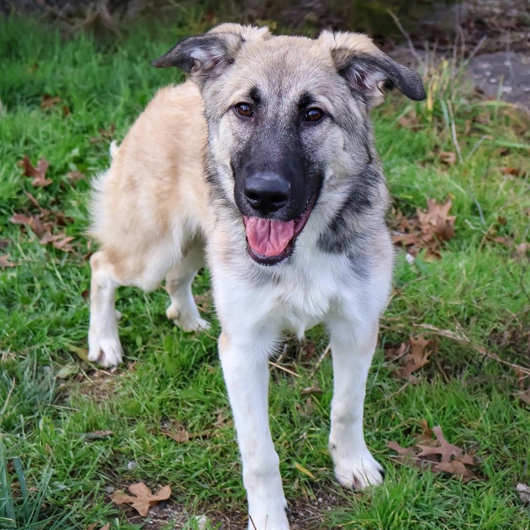 Enlarge Anastasia, a ADOPTABLE Anatolian Shepherd in Hollister, MO image 1/3