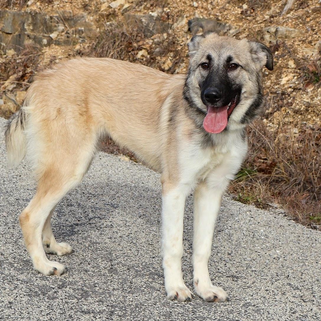 Enlarge Anastasia, a ADOPTABLE Anatolian Shepherd in Hollister, MO image 2/3