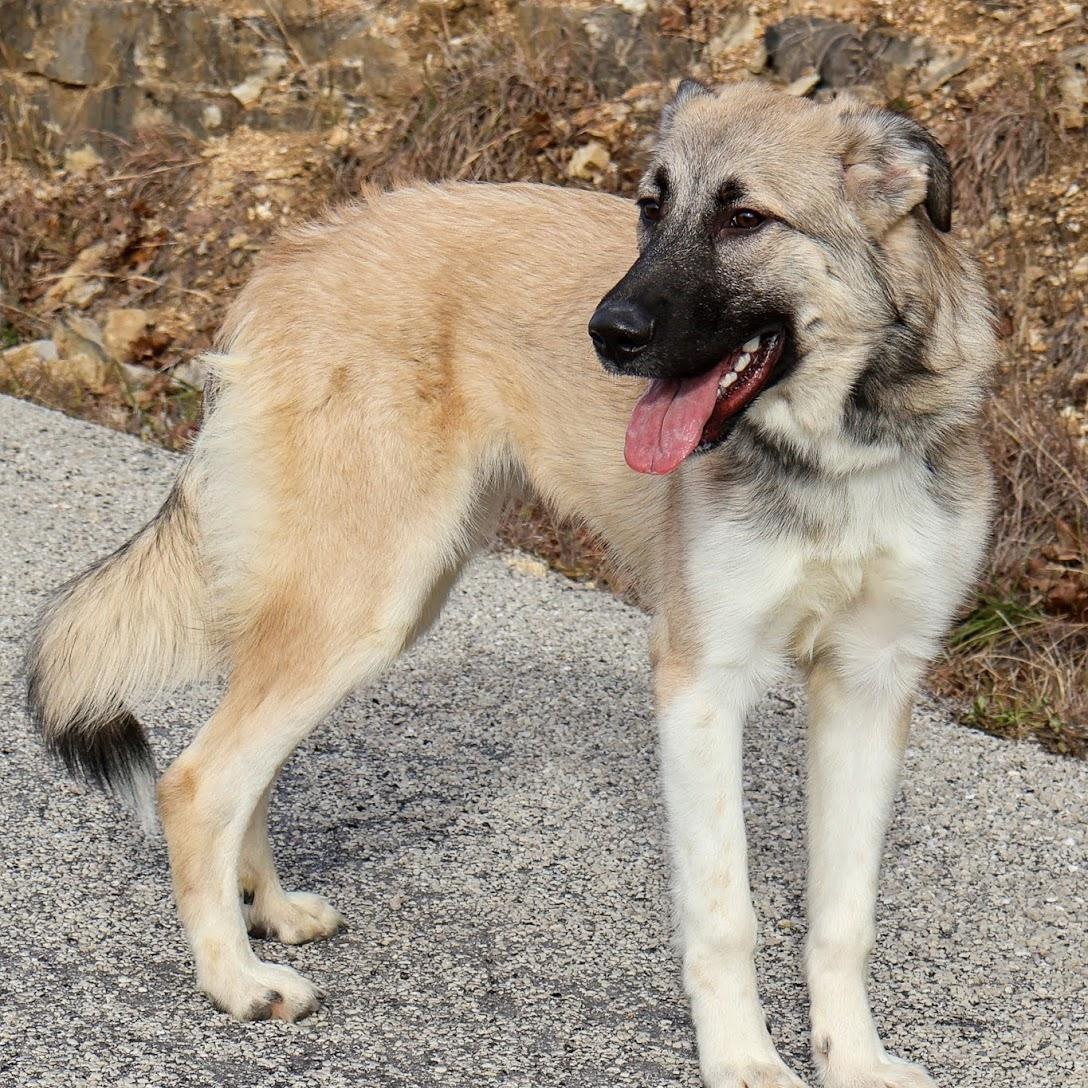 Enlarge Anastasia, a ADOPTABLE Anatolian Shepherd in Hollister, MO image 3/3