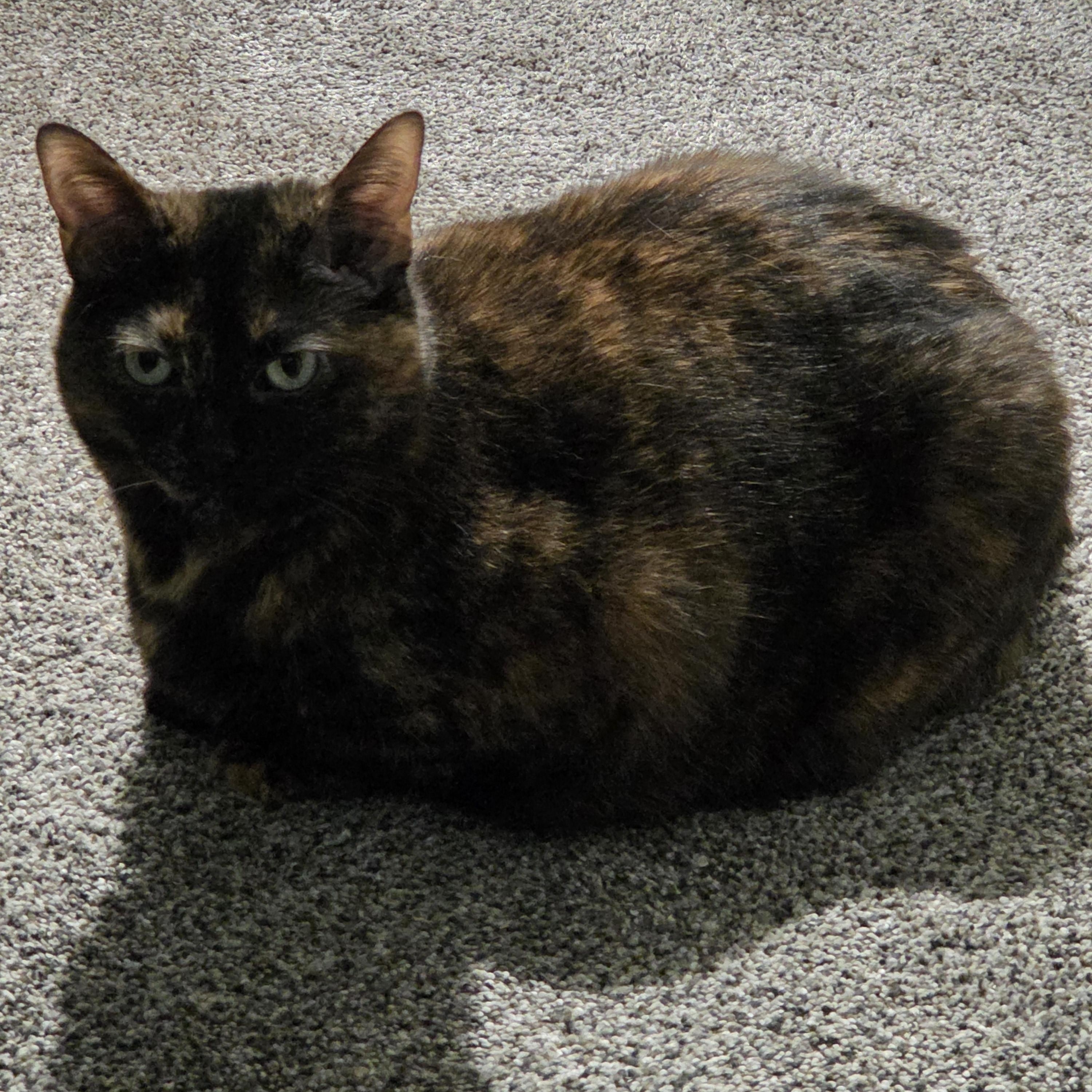 Luna Courtesy listed, a ADOPTABLE Domestic Short Hair in Midland, MI image 2/3
