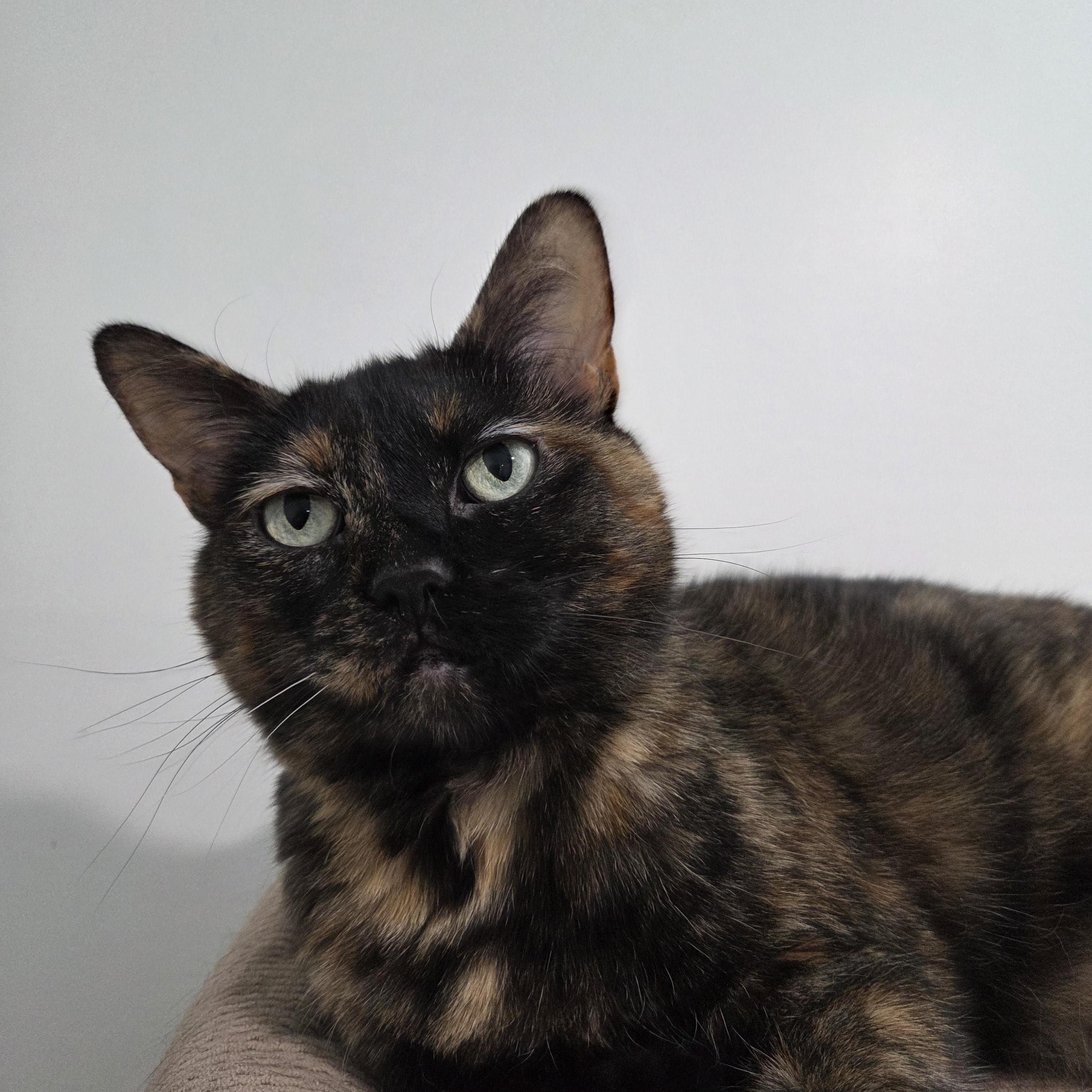 Luna Courtesy listed, a ADOPTABLE Domestic Short Hair in Midland, MI image 3/3