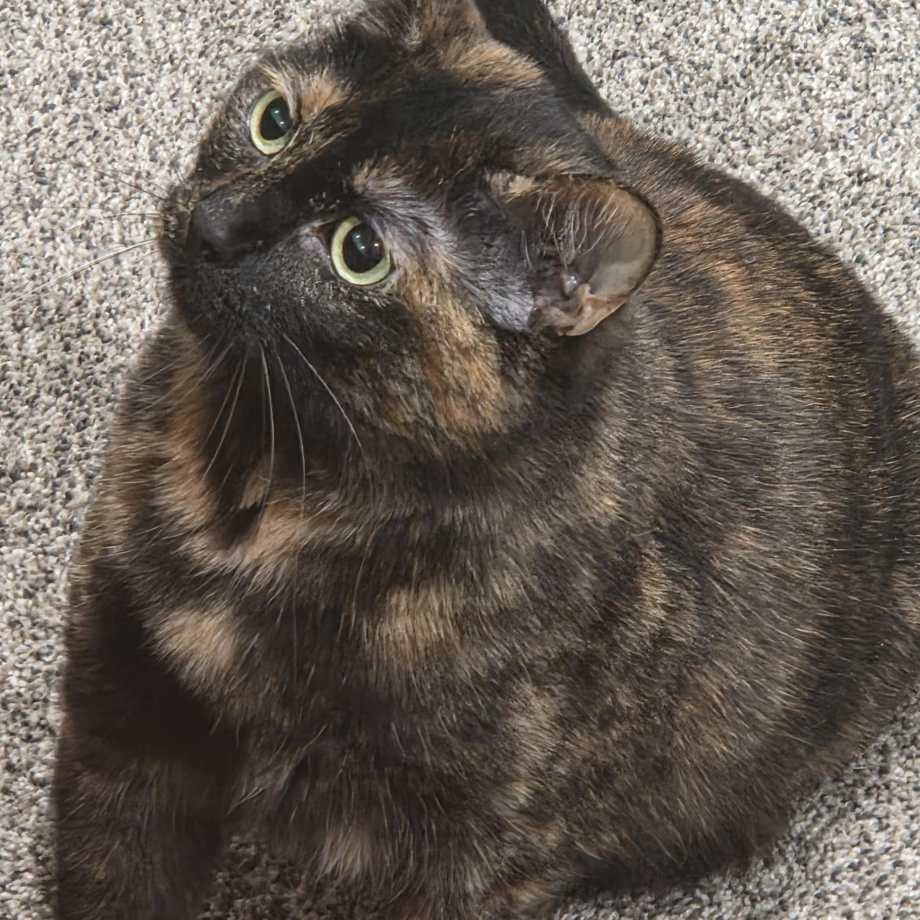 Luna Courtesy listed, ADOPTABLE, Adult Female Domestic Short Hair.