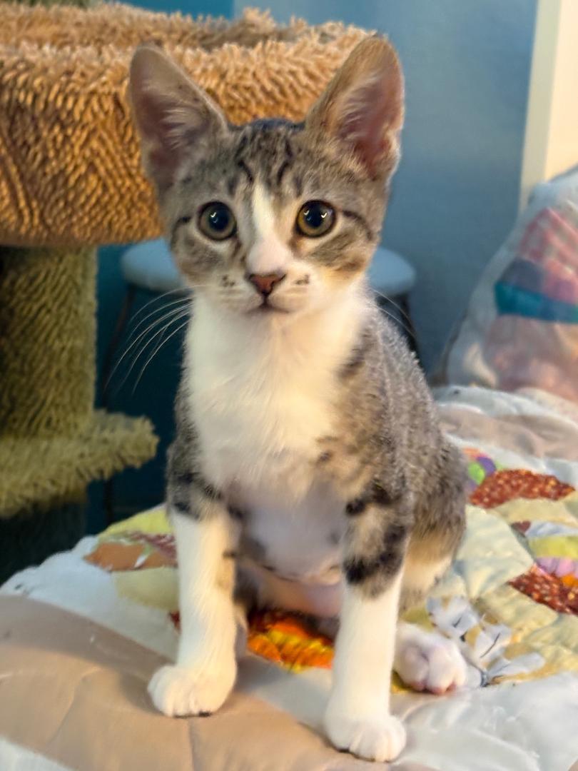 Bruh (bonded with Sis), Adoptable, Kitten Male Domestic Short Hair.
