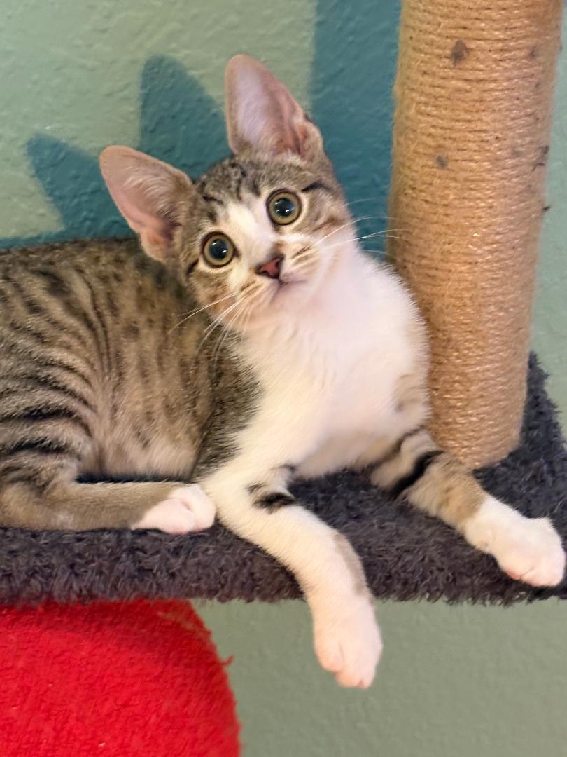 Bruh (bonded with Sis), a Adoptable Domestic Short Hair in Antioch, CA image 2/3