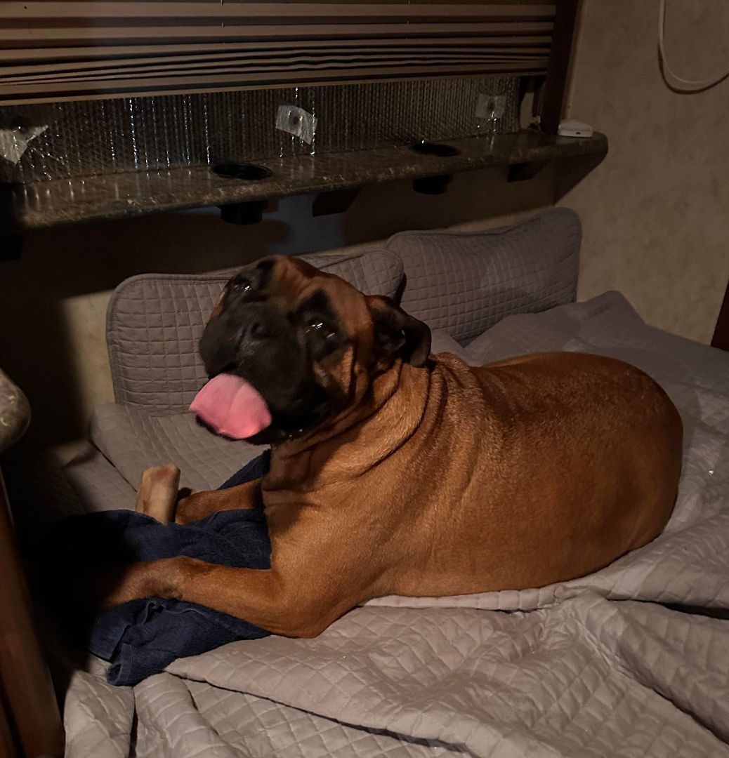 FL - Cookie/Pensacola, Adopted, Young Female Bullmastiff.