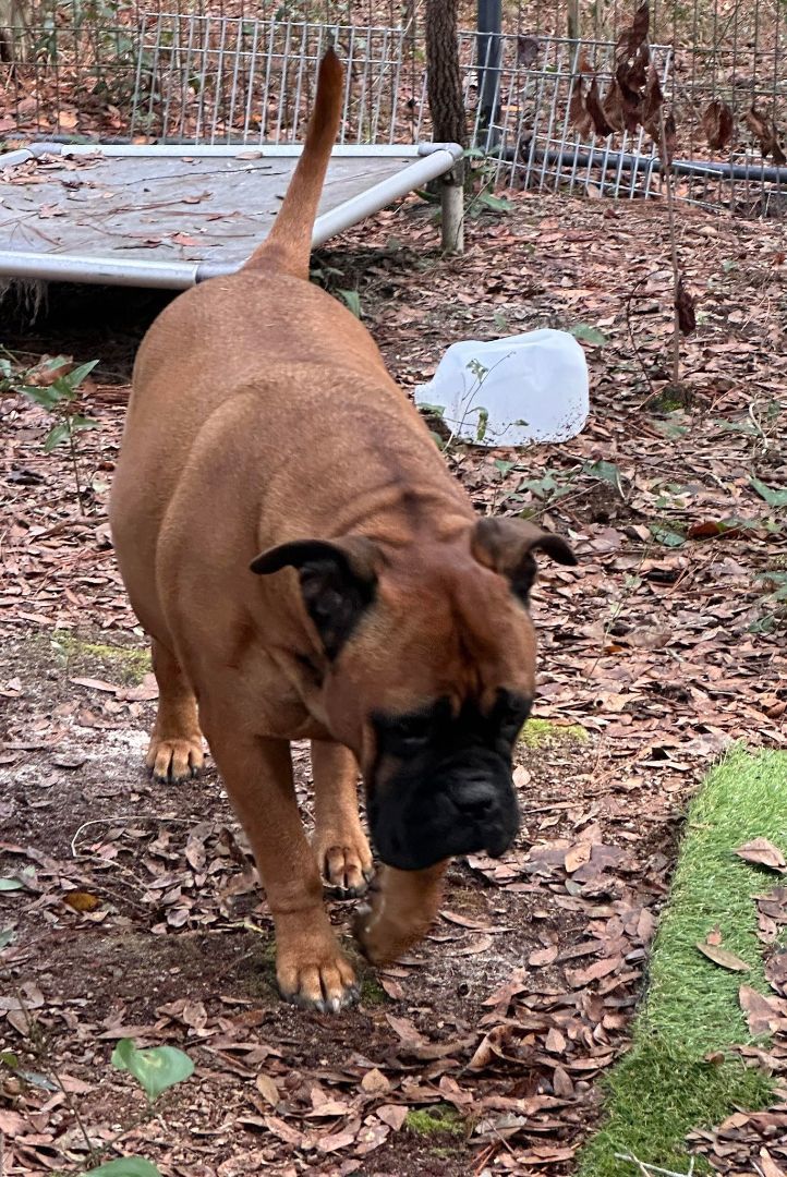 FL - Cookie/Pensacola, Adopted, Young Female Bullmastiff.