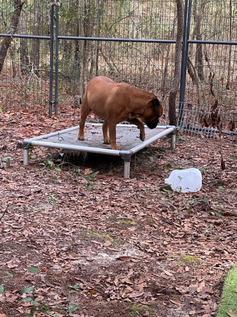 FL - Cookie/Pensacola, a Adopted Bullmastiff in Miami, FL image 3/5