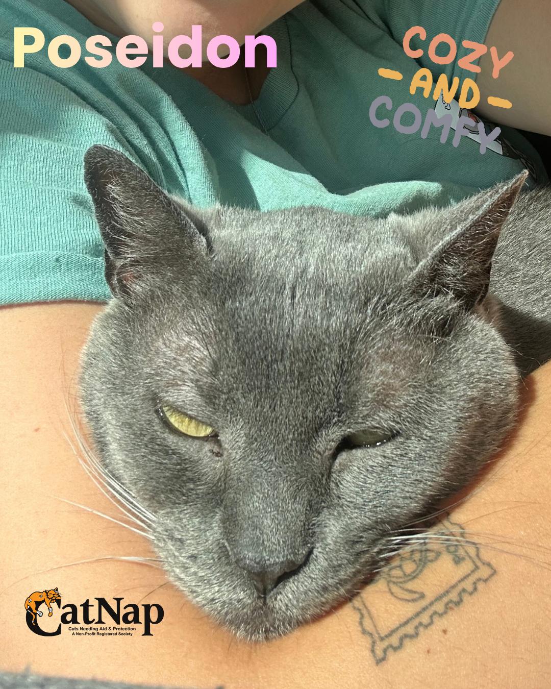 Poseidon, ADOPTABLE, Adult Female Domestic Short Hair.