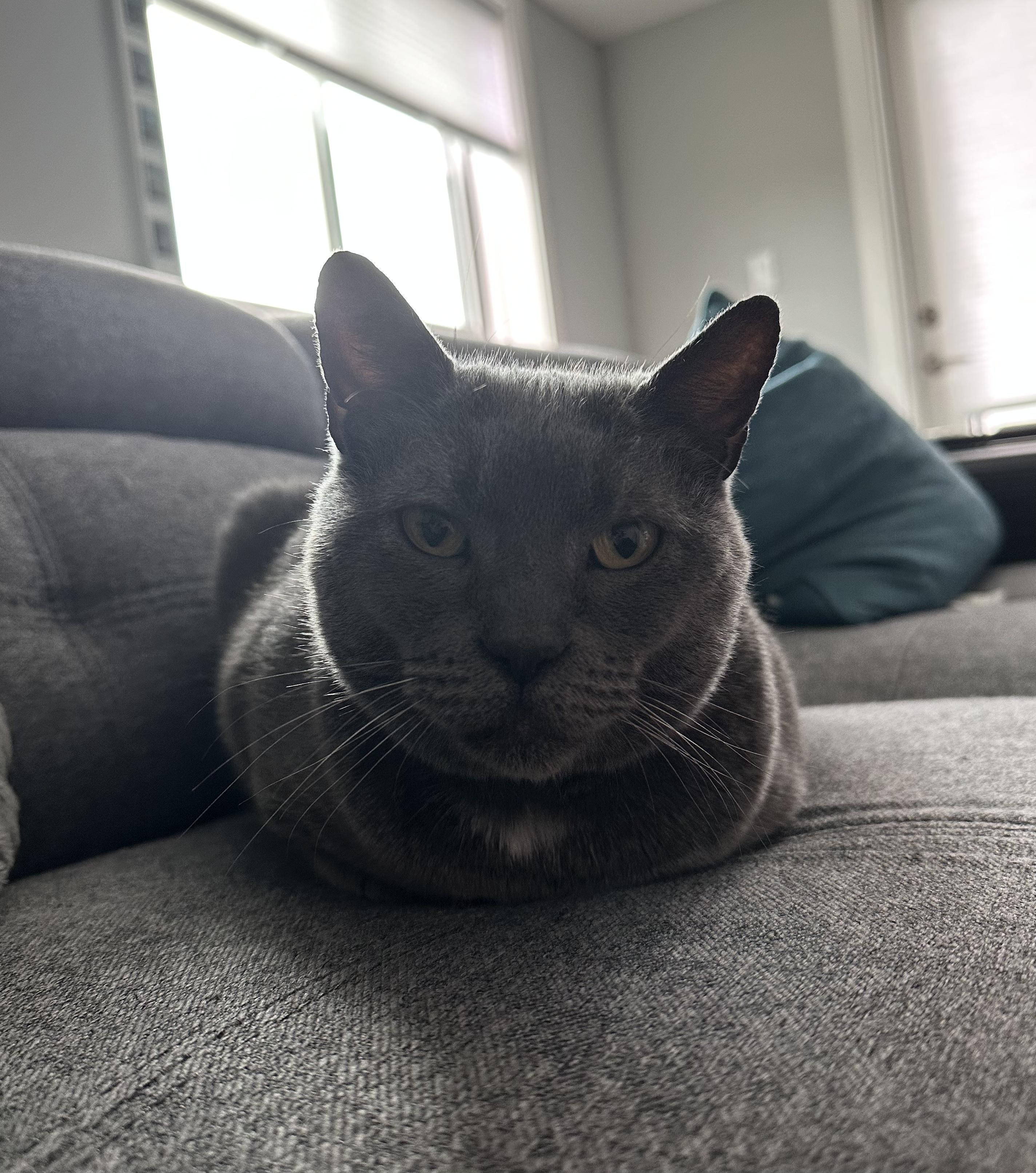 Enlarge Poseidon, a ADOPTABLE Domestic Short Hair in Nanaimo, BC image 4/6