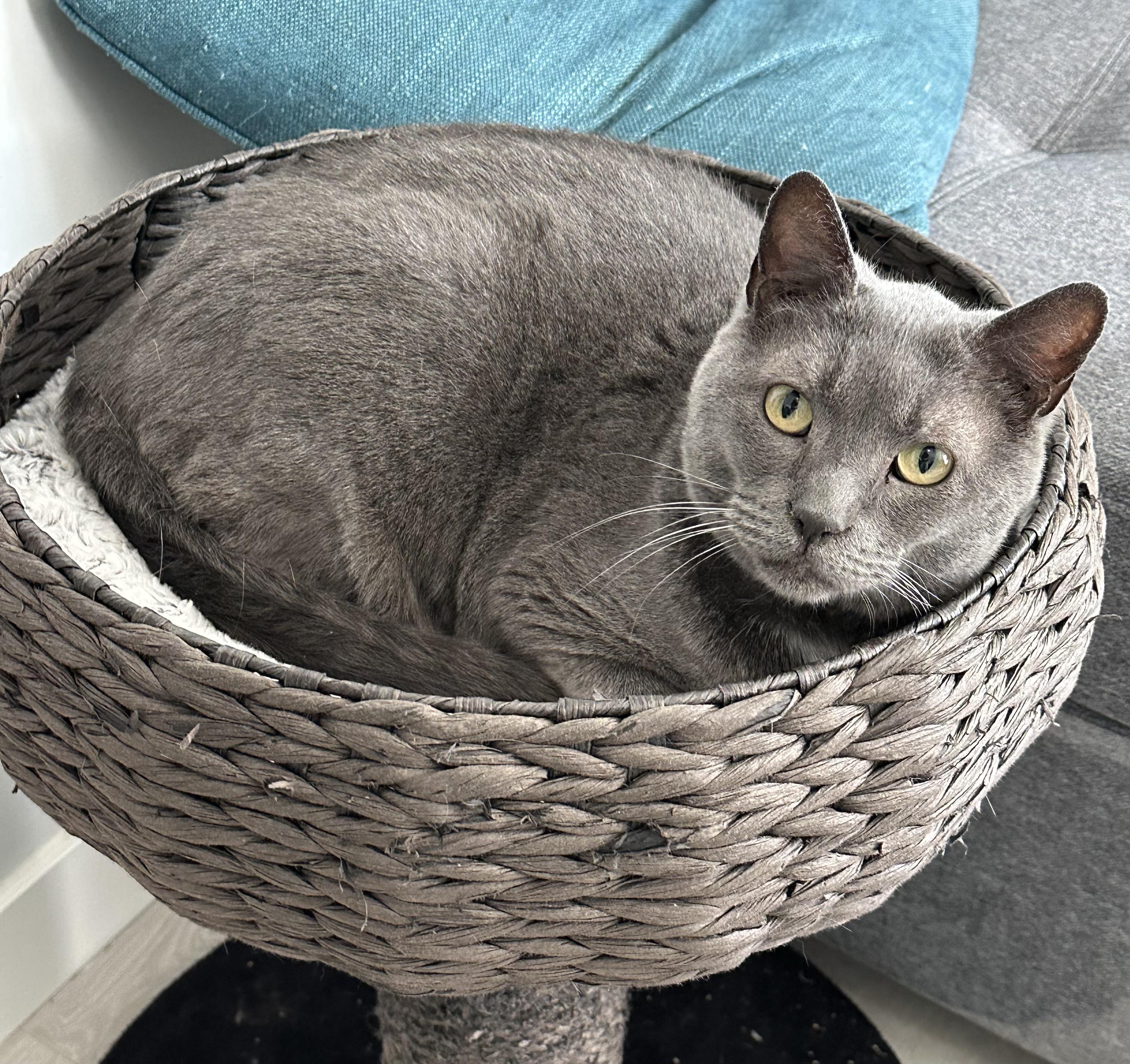 Enlarge Poseidon, a ADOPTABLE Domestic Short Hair in Nanaimo, BC image 3/6
