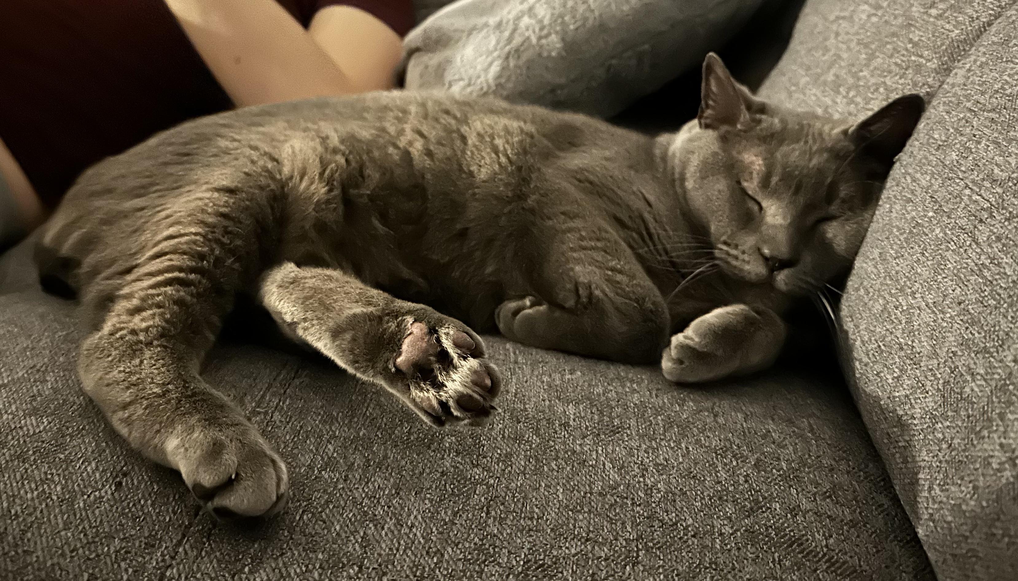 Enlarge Poseidon, a ADOPTABLE Domestic Short Hair in Nanaimo, BC image 5/6