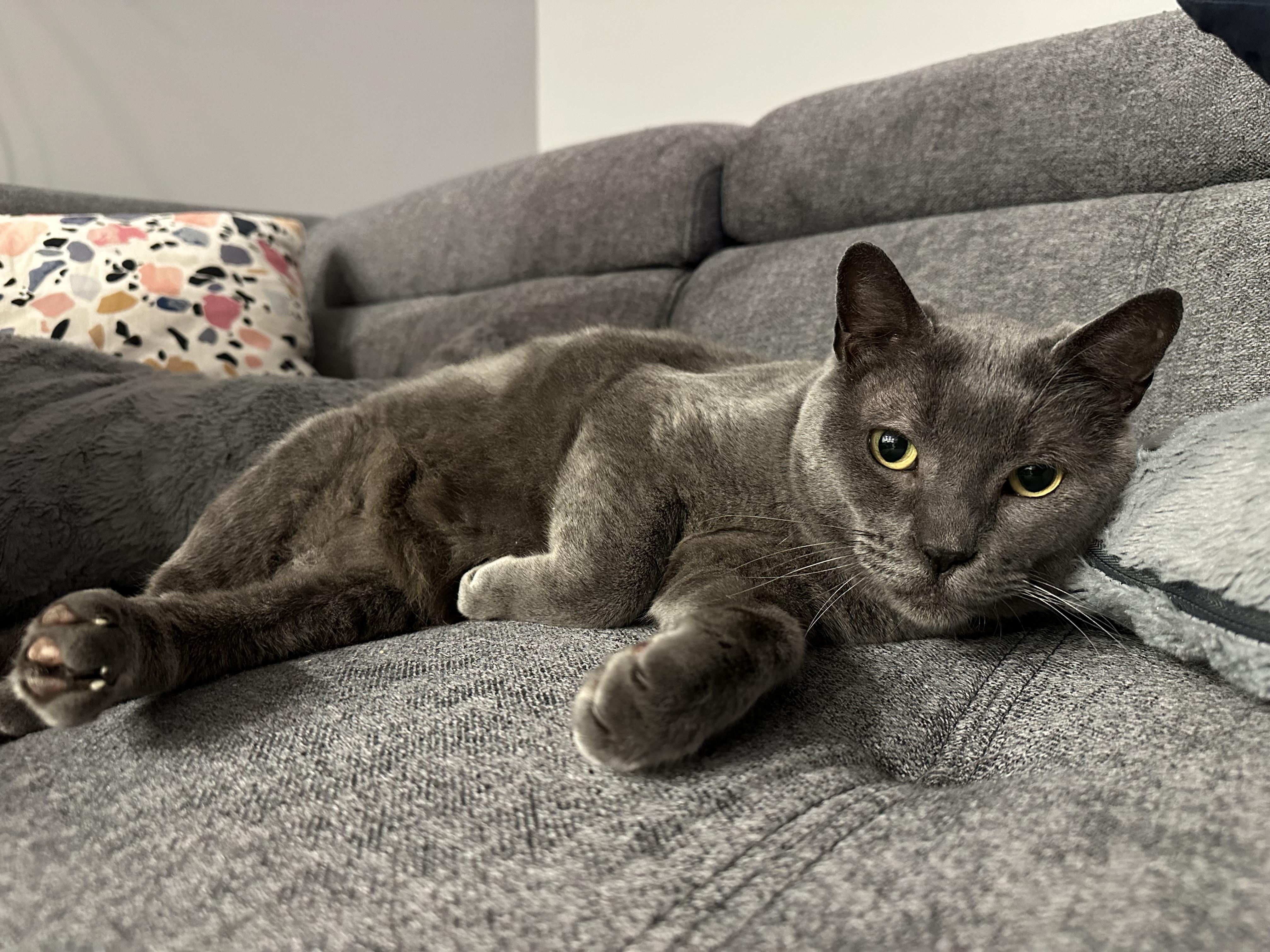 Enlarge Poseidon, a ADOPTABLE Domestic Short Hair in Nanaimo, BC image 2/6