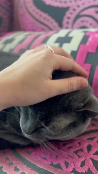 Enlarge Poseidon, a ADOPTABLE Domestic Short Hair in Nanaimo, BC video 6/6
