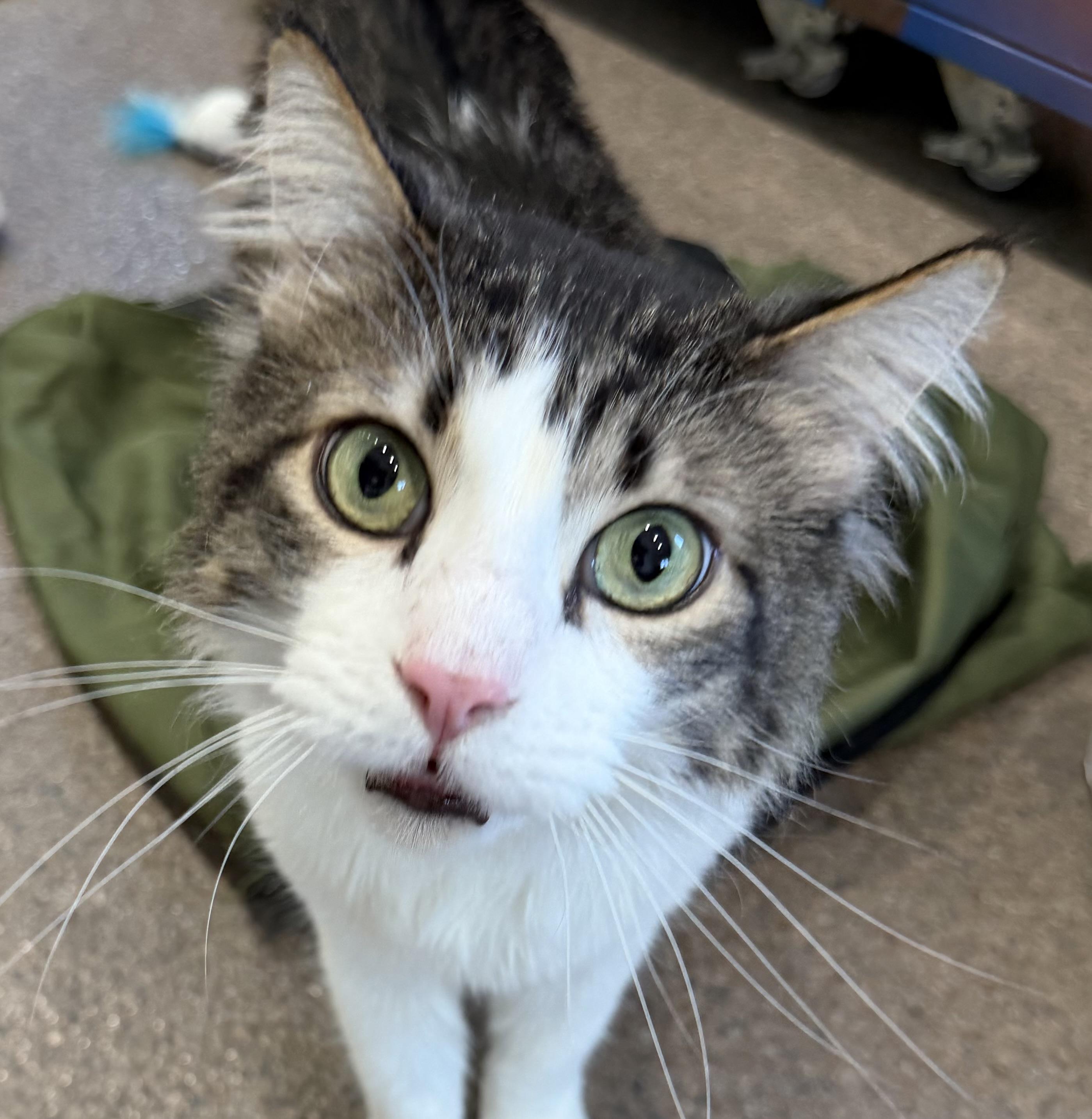 Enlarge Mr. Tally Man, an adopted Domestic Medium Hair in Sault Sainte Marie, MI image 1/6