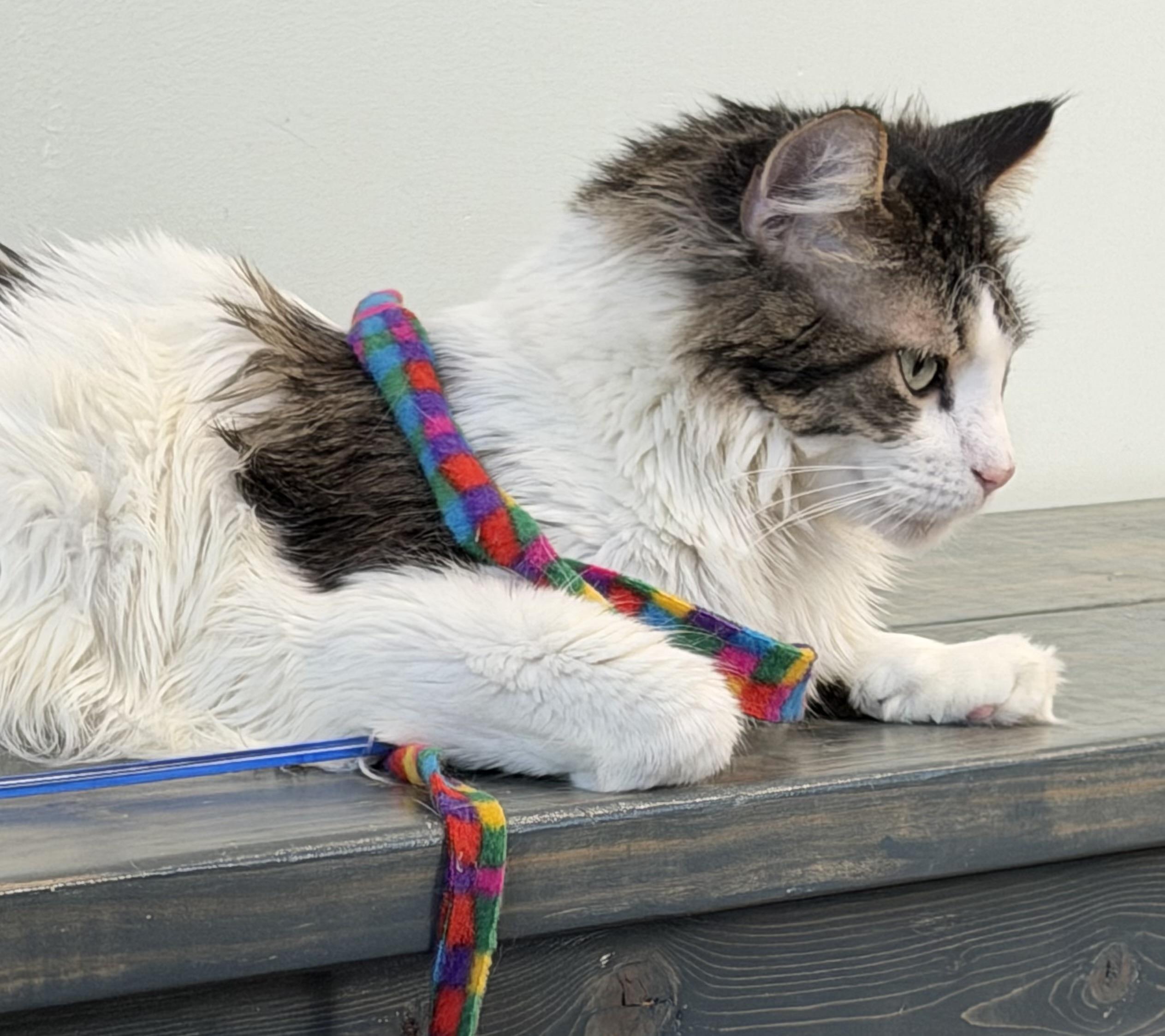 Enlarge Mr. Tally Man, an adopted Domestic Medium Hair in Sault Sainte Marie, MI image 6/6