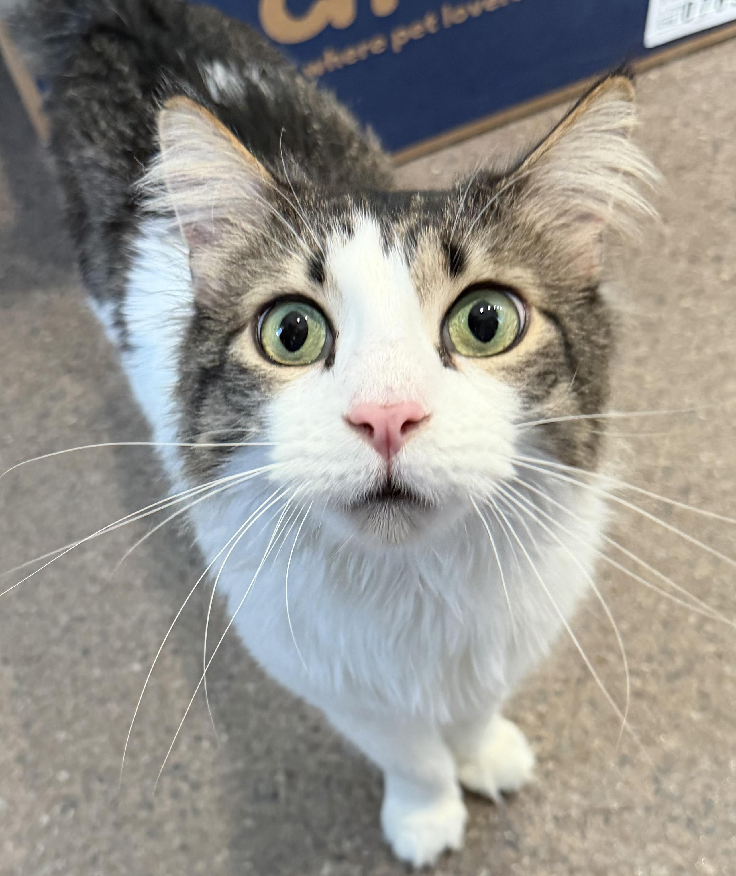 Enlarge Mr. Tally Man, an adopted Domestic Medium Hair in Sault Sainte Marie, MI image 3/6
