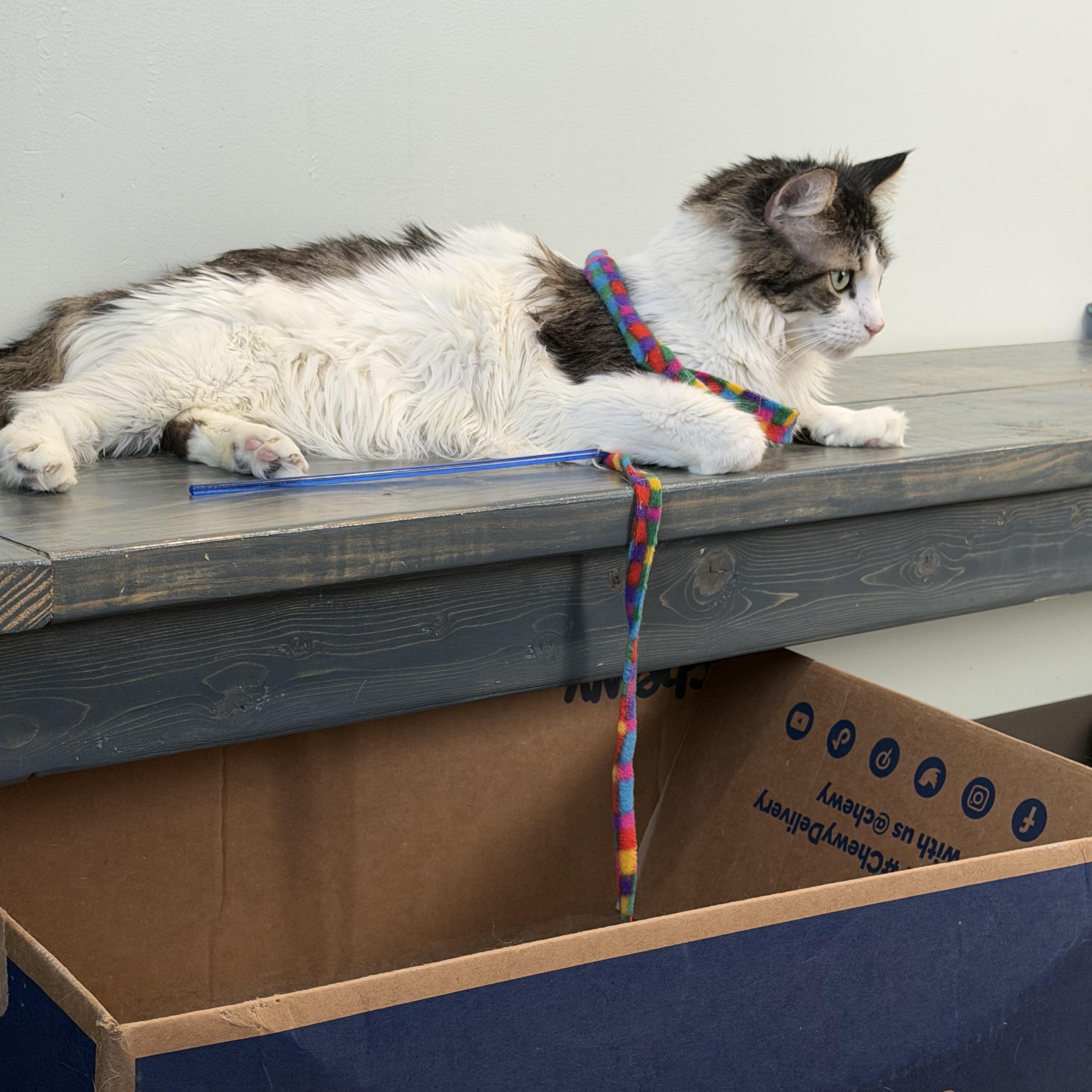 Enlarge Mr. Tally Man, an adopted Domestic Medium Hair in Sault Sainte Marie, MI image 4/6