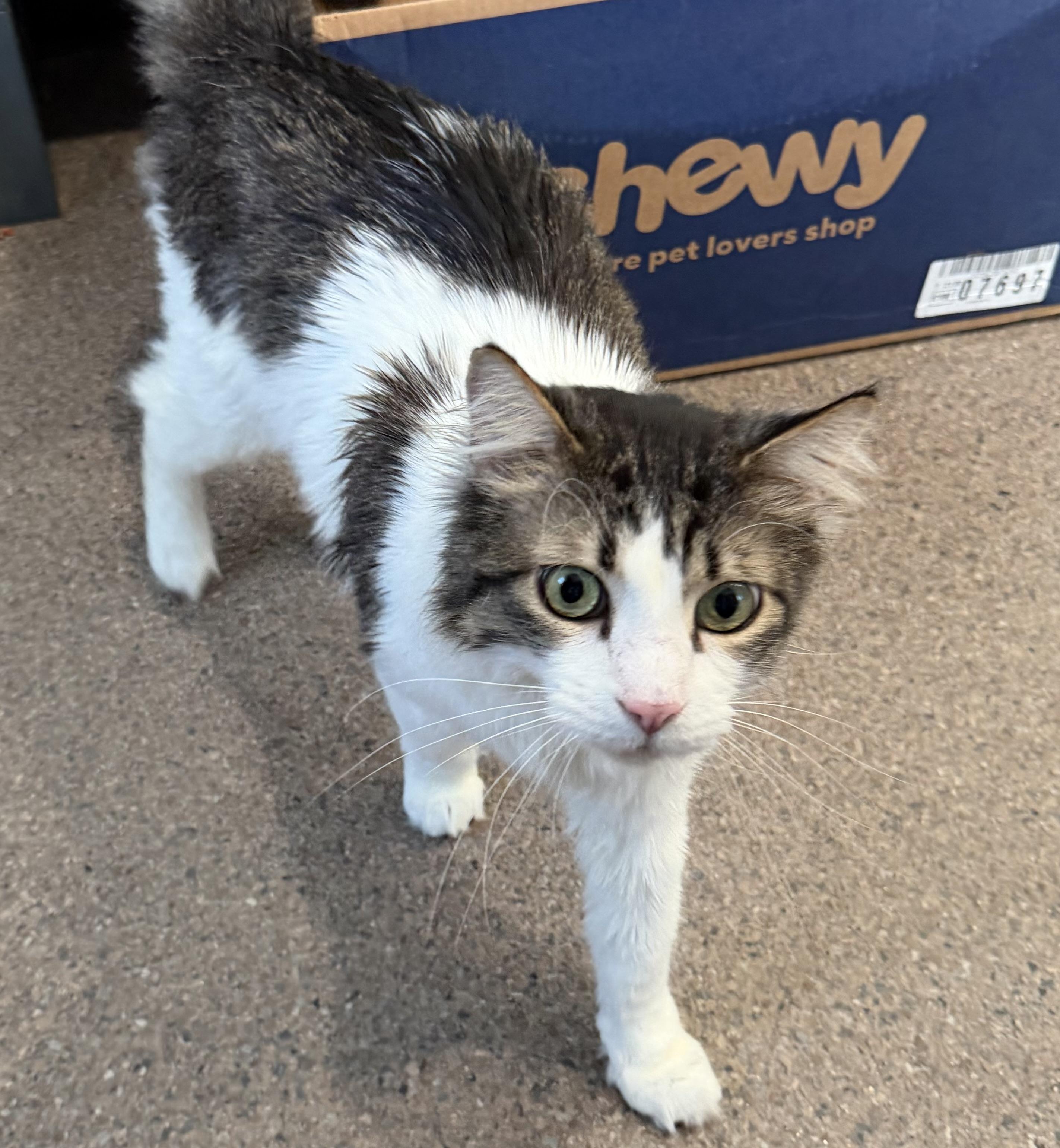 Enlarge Mr. Tally Man, an adopted Domestic Medium Hair in Sault Sainte Marie, MI image 5/6