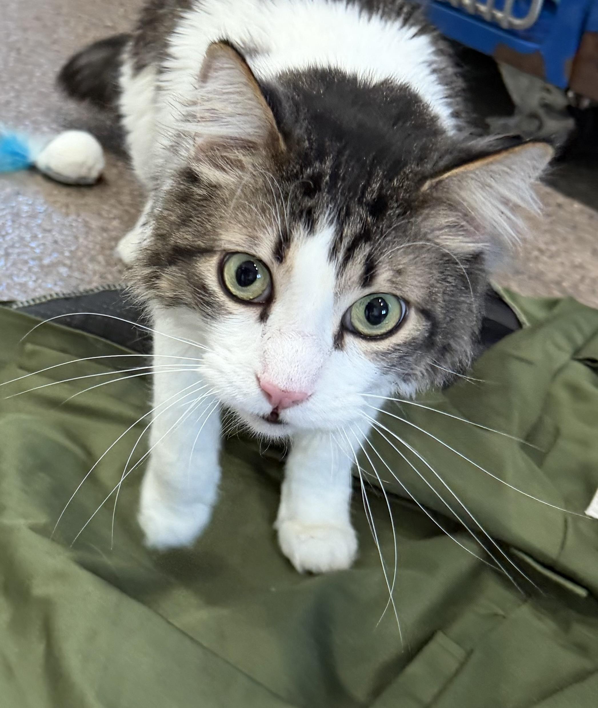 Enlarge Mr. Tally Man, an adopted Domestic Medium Hair in Sault Sainte Marie, MI image 2/6