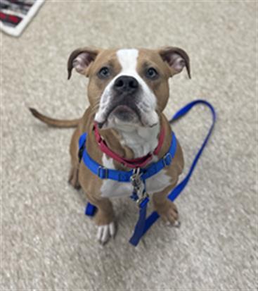 Enlarge BRANDLEY, a Adoptable Pit Bull Terrier in Boston, MA image 1/1