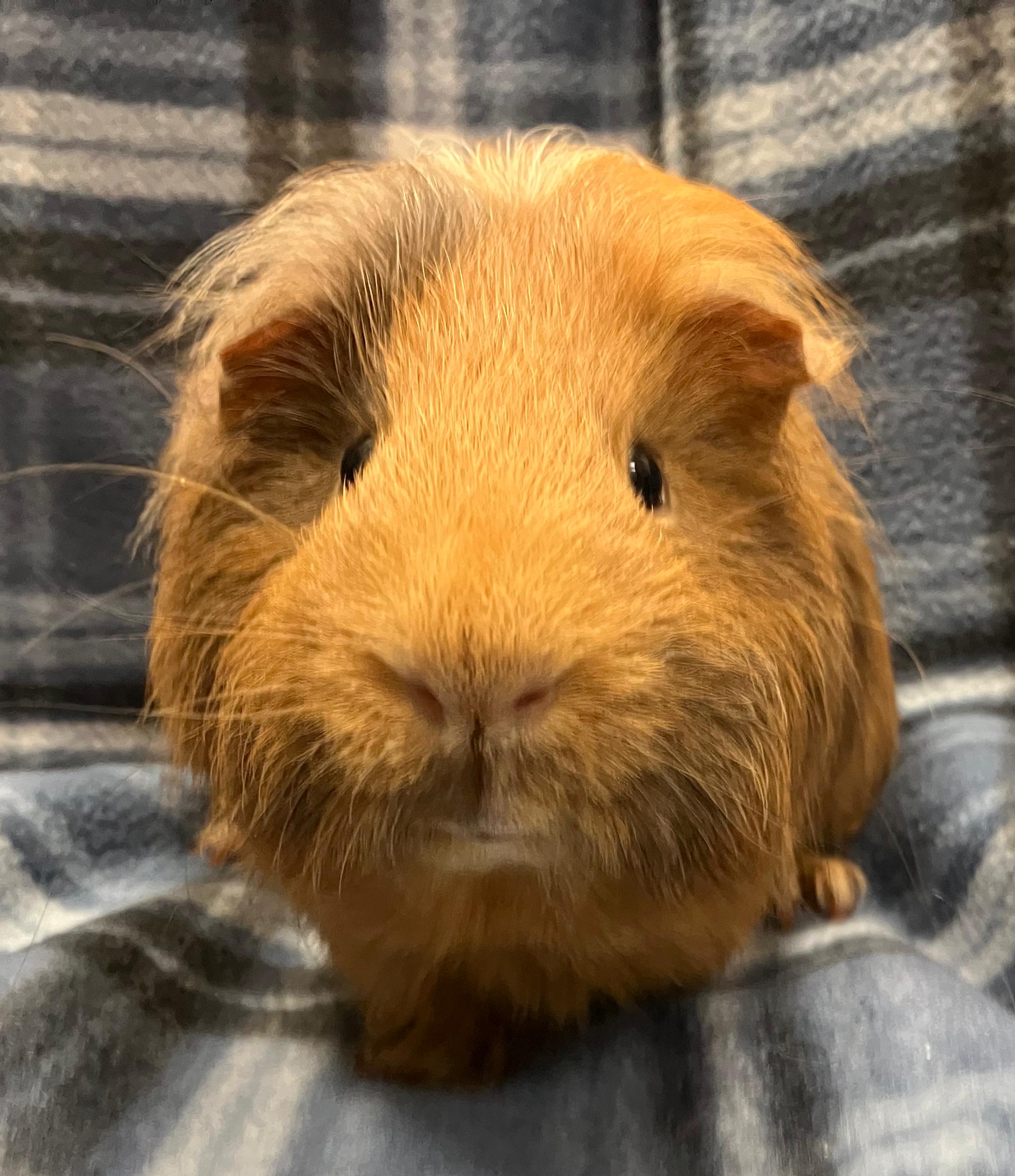 Enlarge Axel & Ace, an adopted Guinea Pig in Oshkosh, WI image 2/6