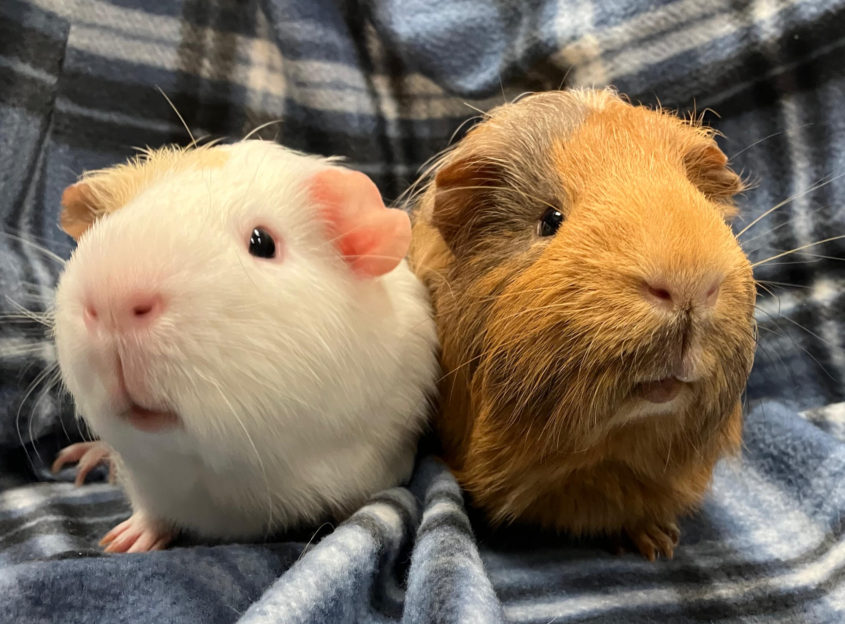 Enlarge Axel & Ace, an adopted Guinea Pig in Oshkosh, WI image 1/6